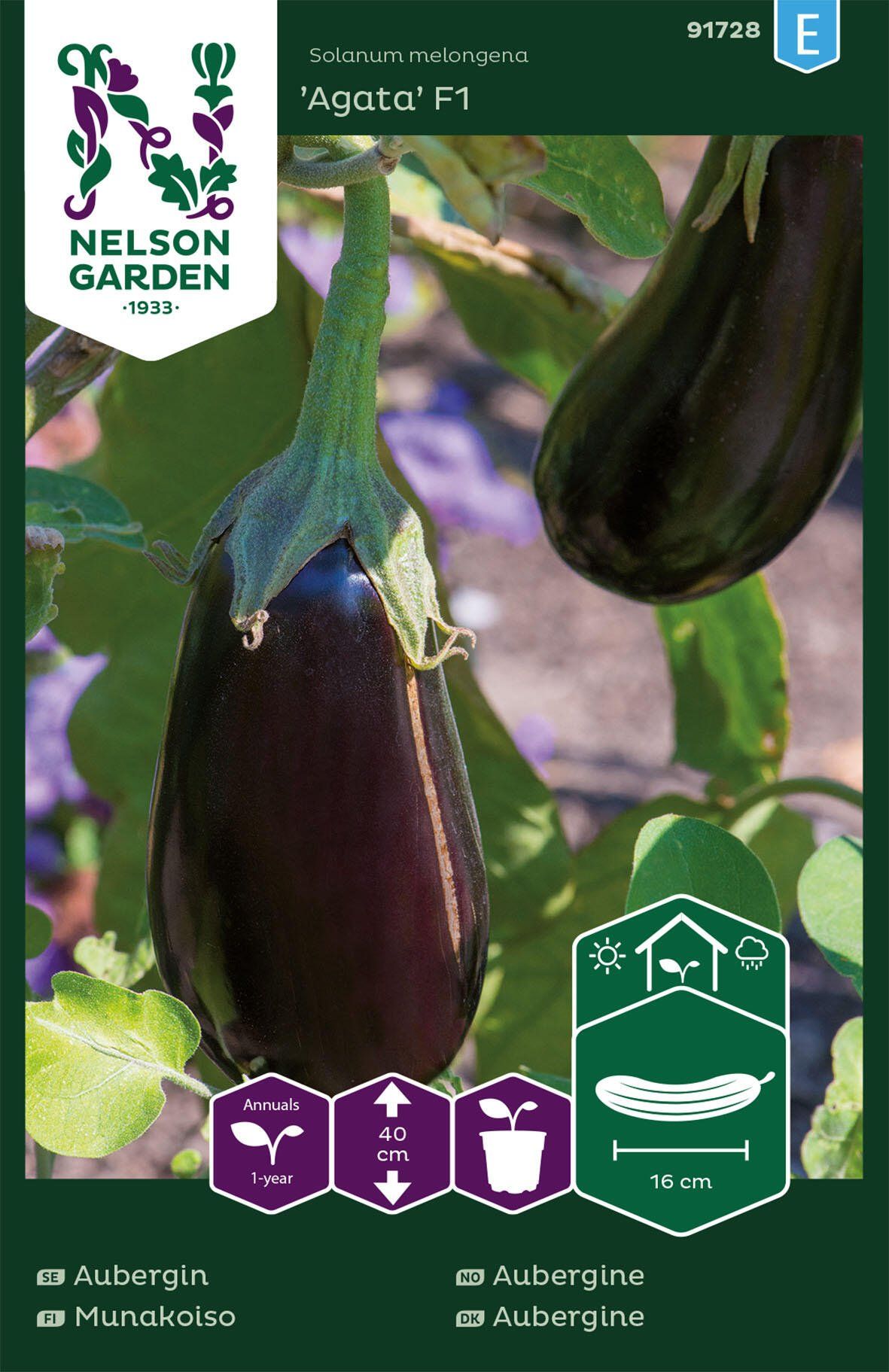 Aubergine 1