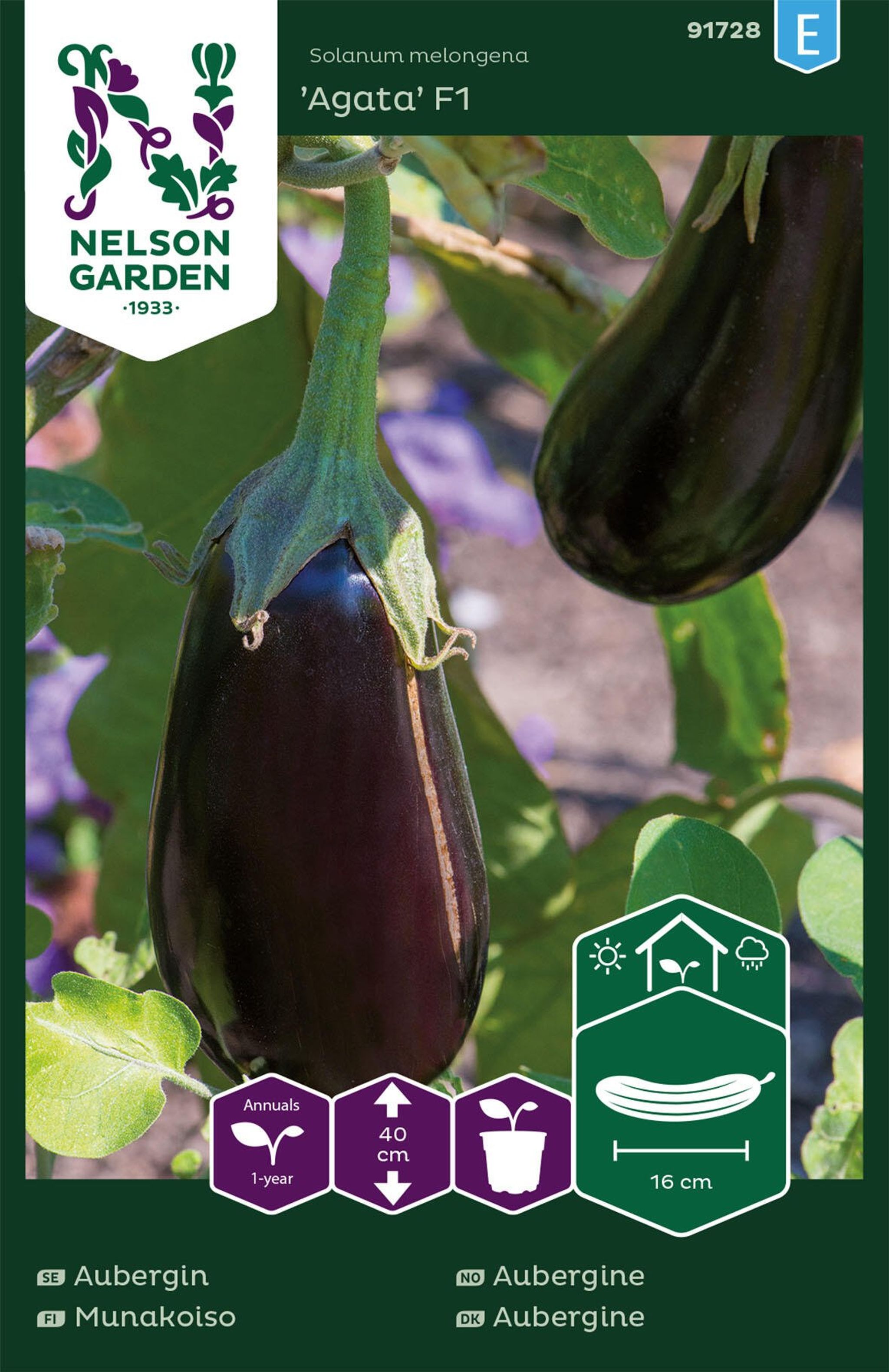 Aubergine