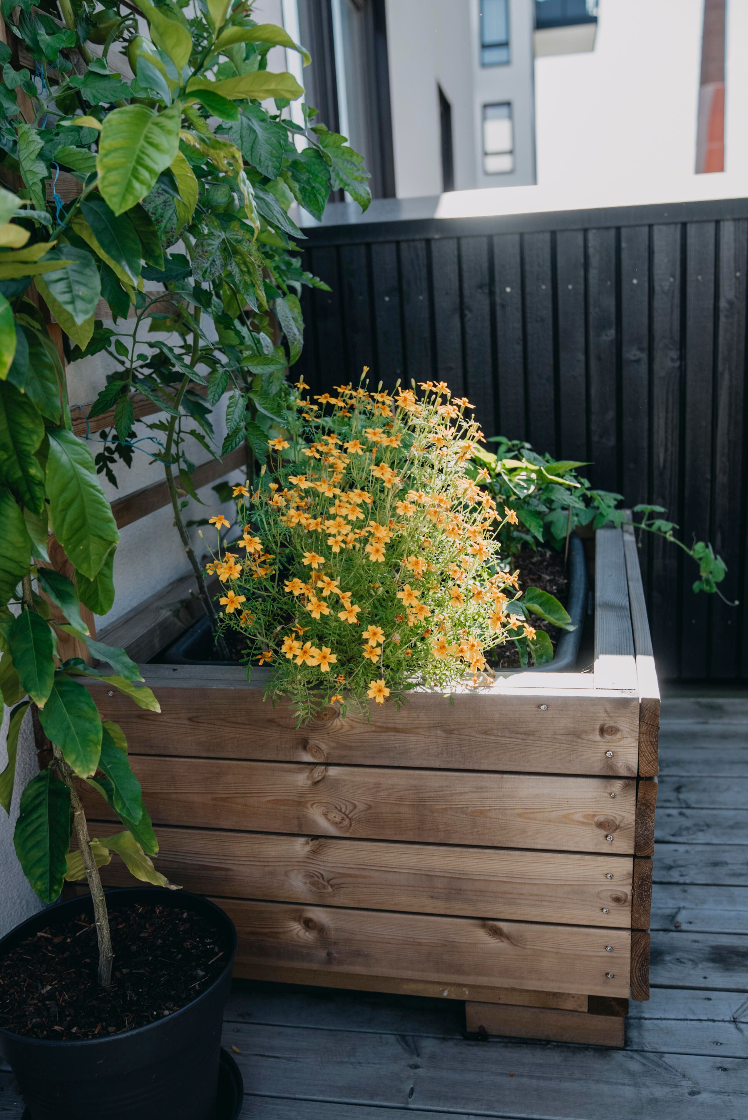 Smalfliget fløjlsblomst 2