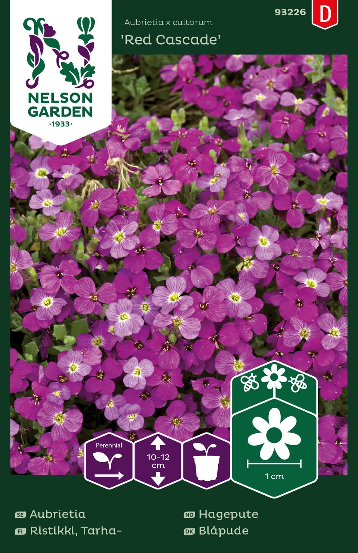 Aubrietia 1