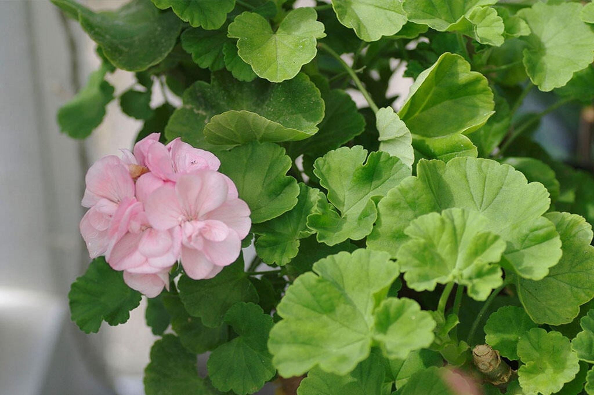 Dyrk pelargonia