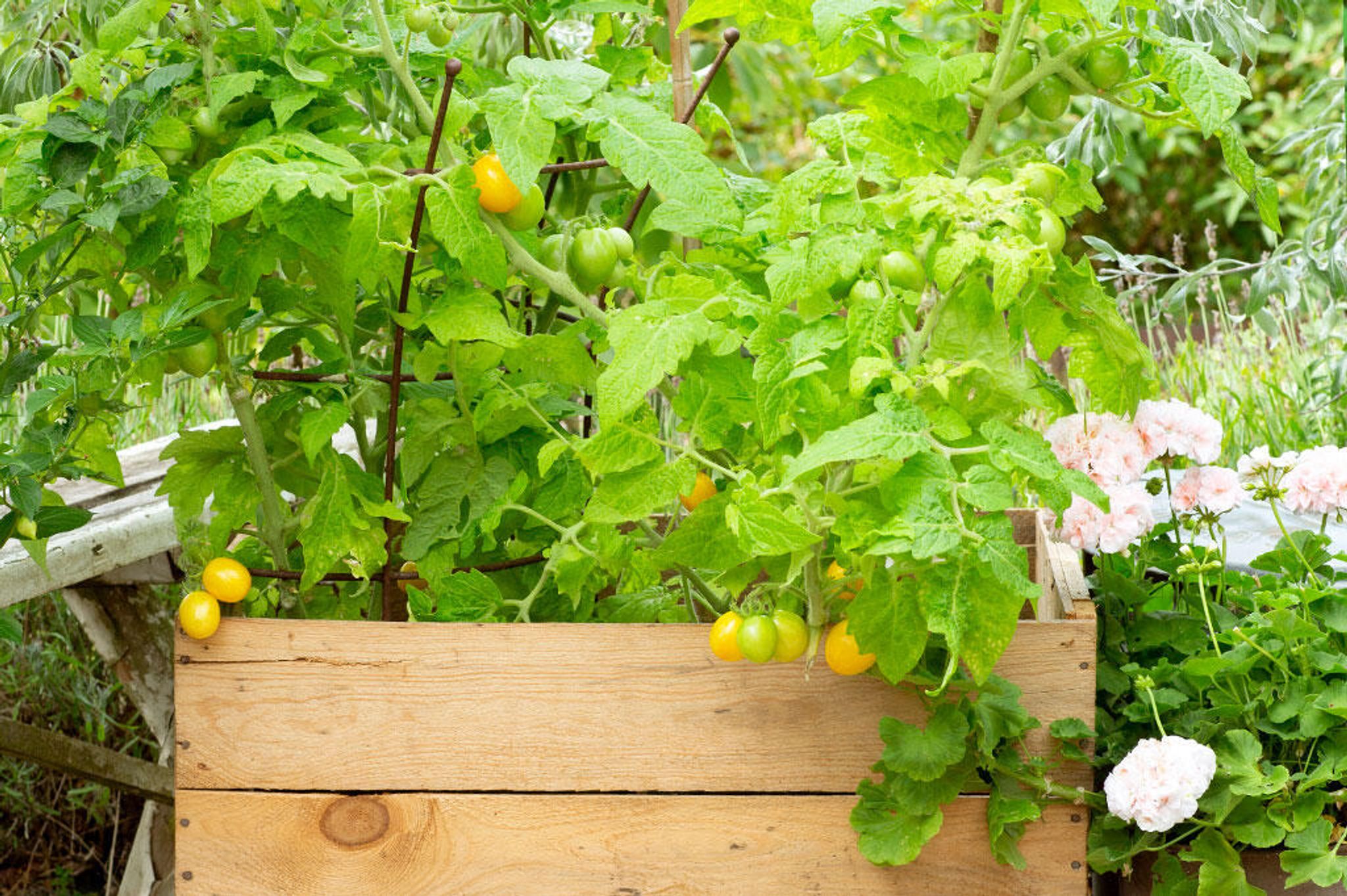 Grow yellow tomatoes