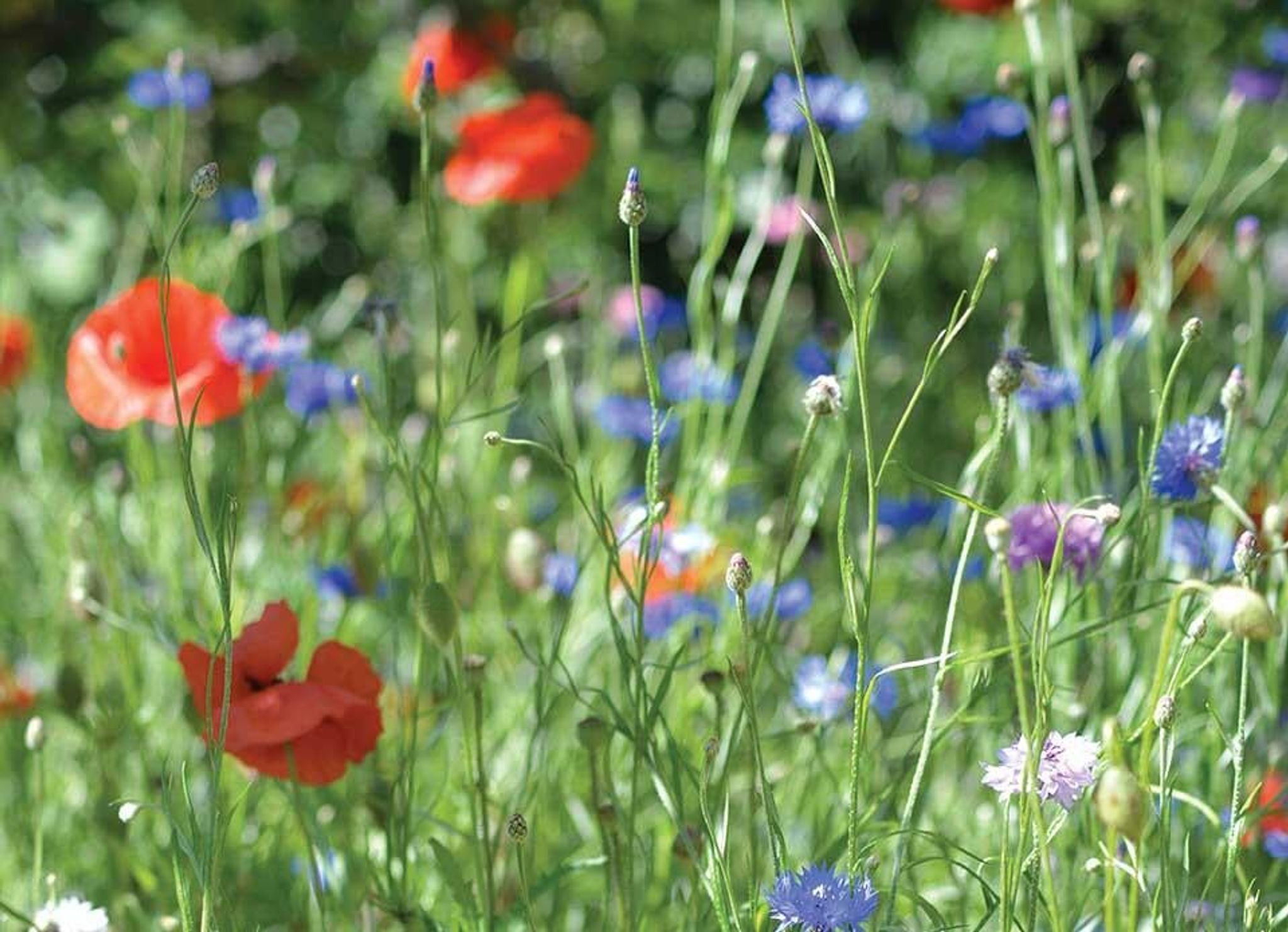 Så här skapar du en blomsteräng