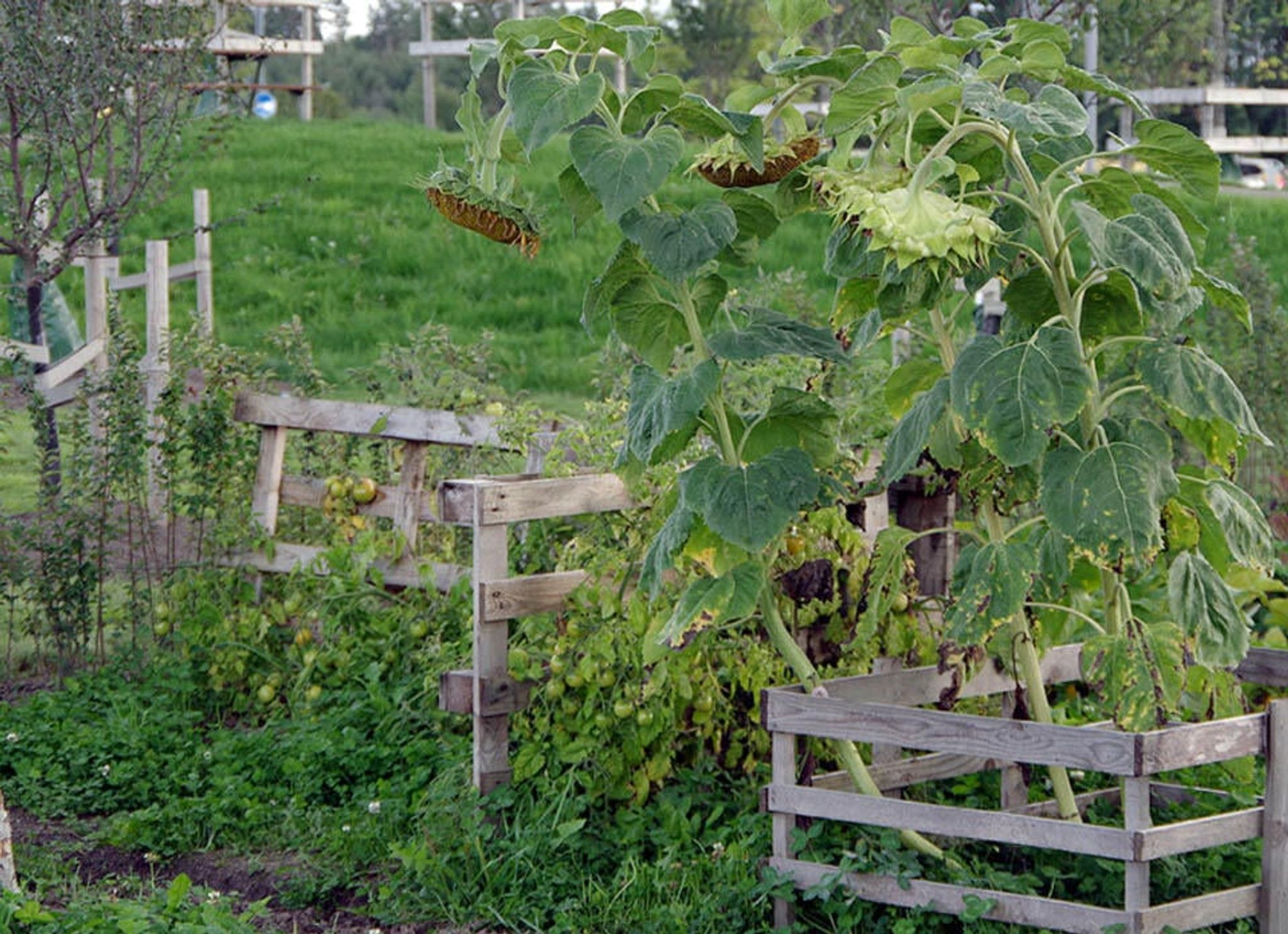 Överblommade solrosor på hösten.