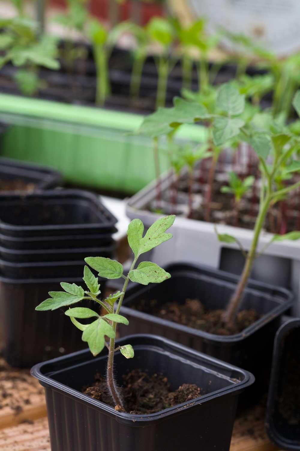 Avhärda plantorna
