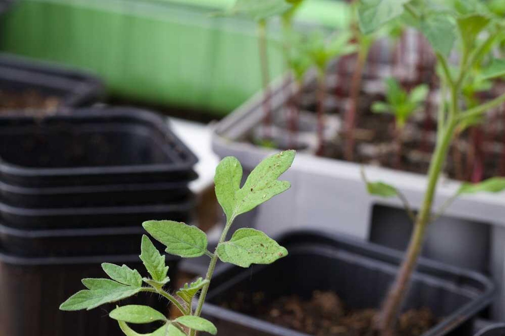 Avhärda plantorna