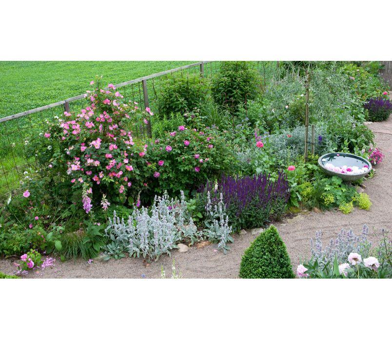 Odla mormorsblommor