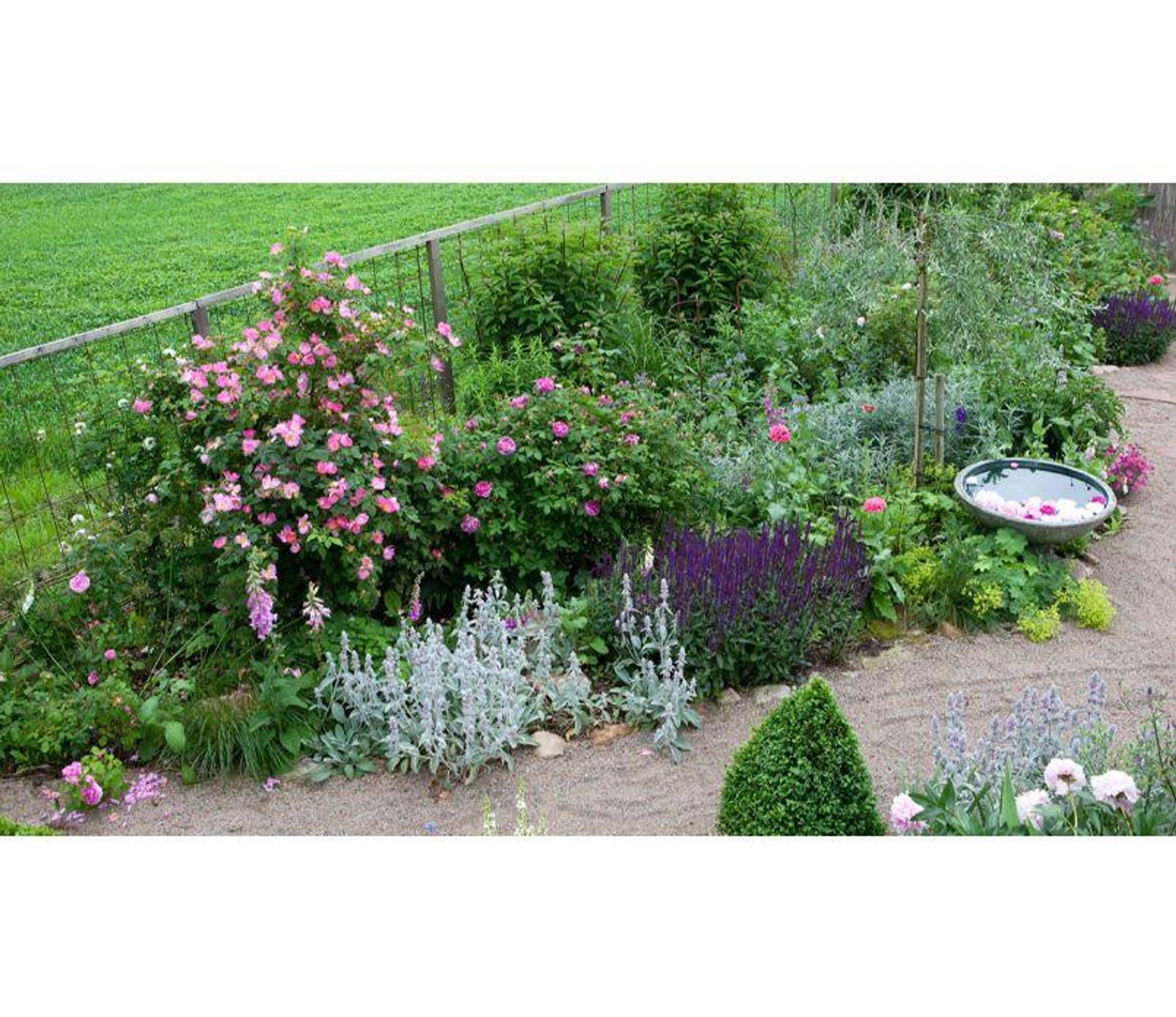 Odla mormorsblommor