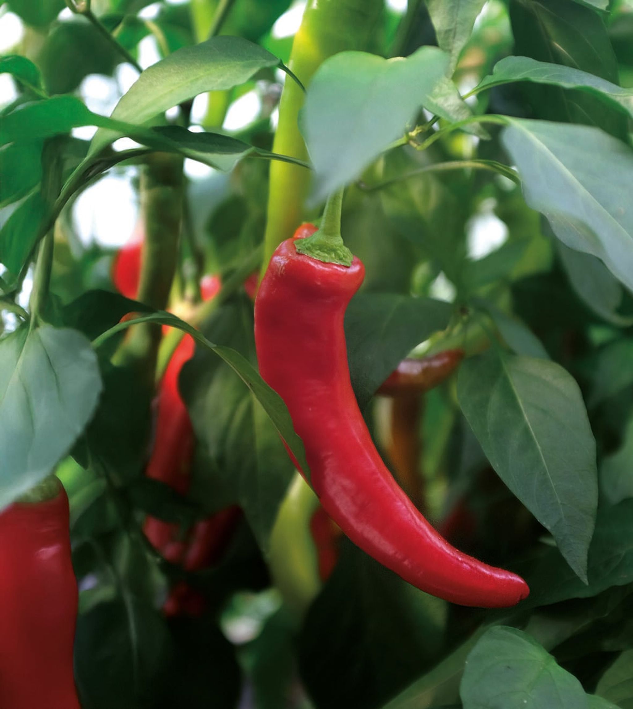 Chilipepper