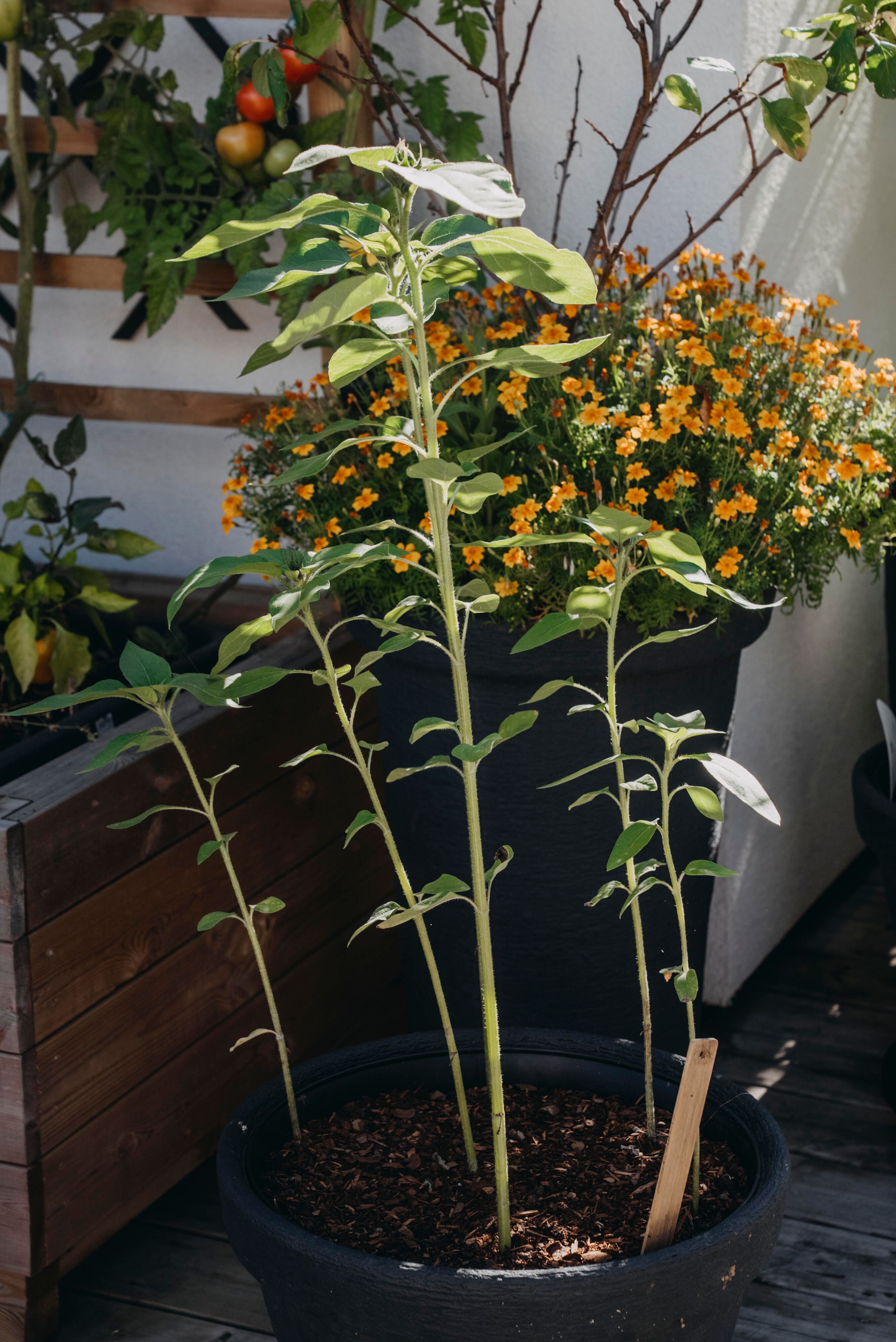 Smalfliget fløjlsblomst 4