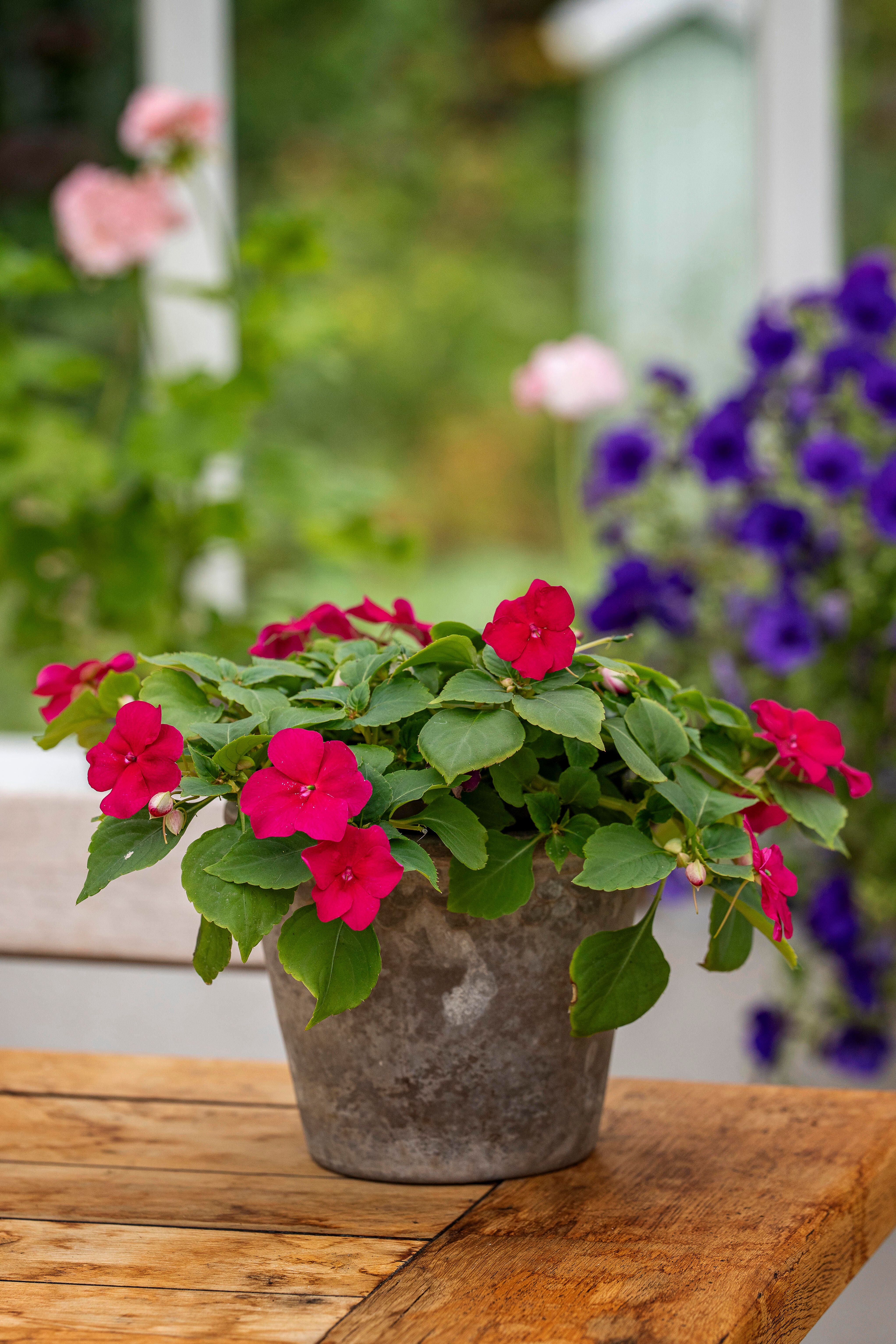 Flitiga Lisa/Impatiens 2