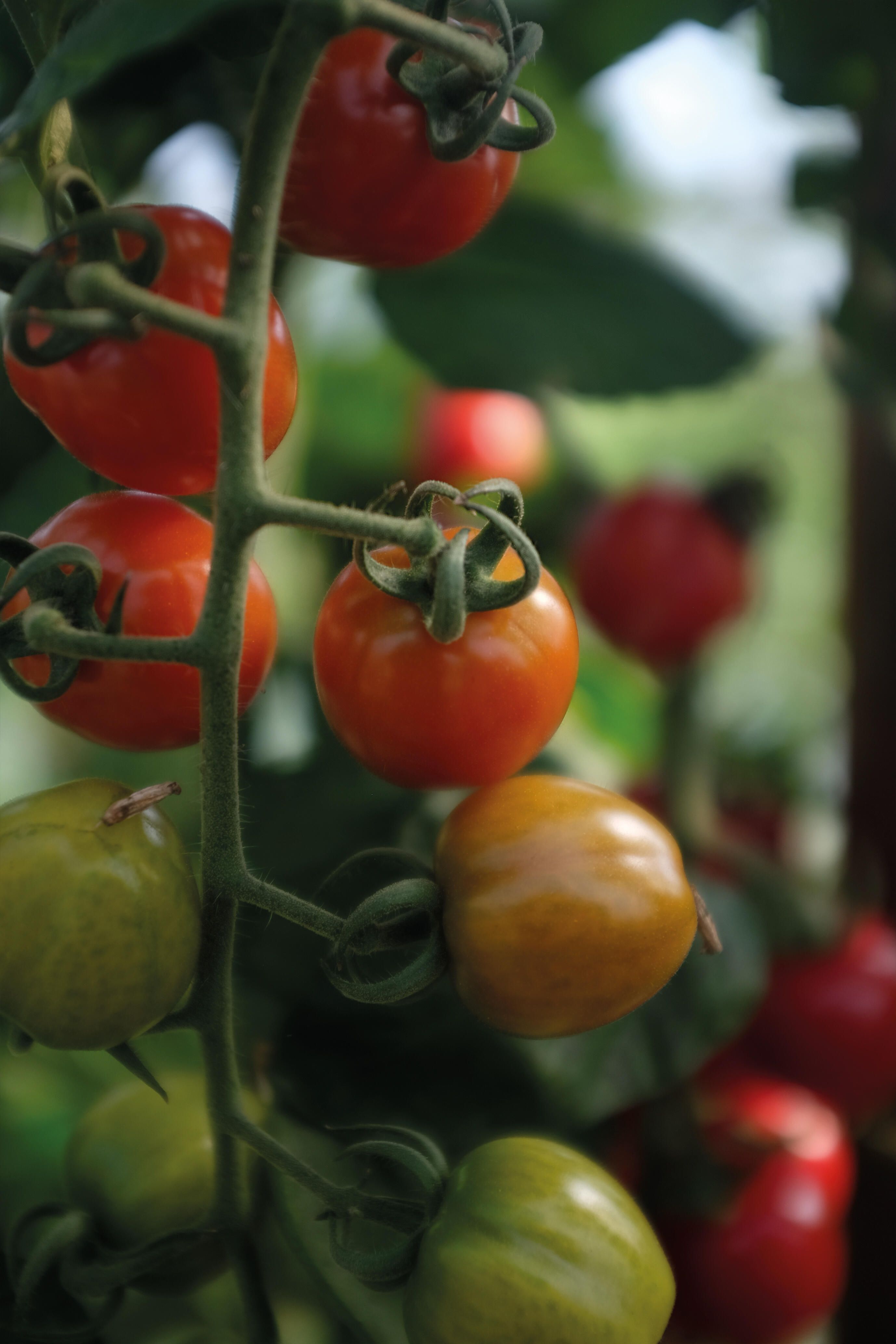 Cherrytomat 2