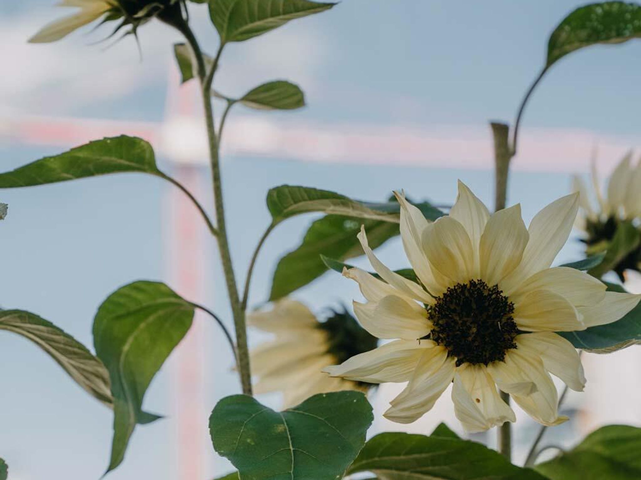 Lär känna några av våra blomsterfröer