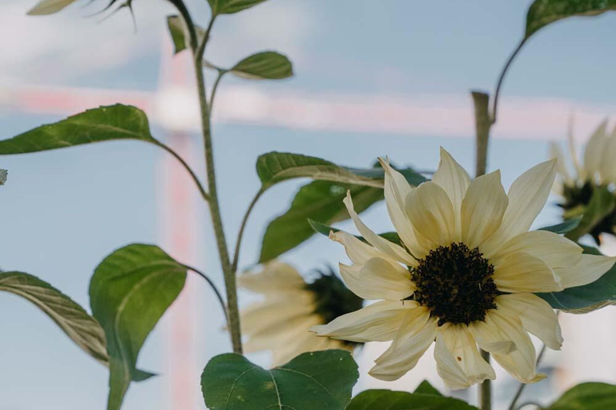 Find din egen blomsterven
