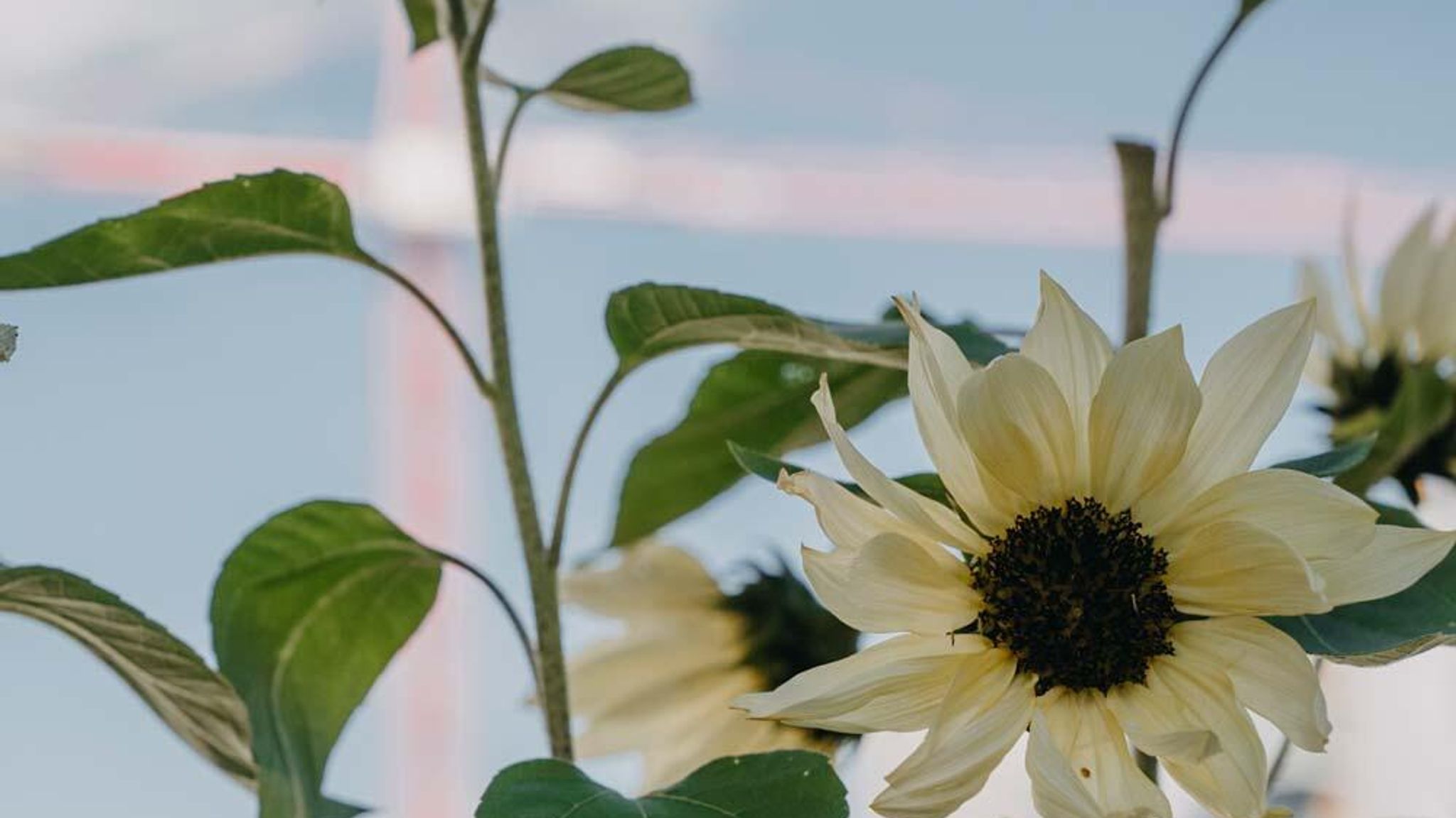 Lær nogle af vores blomsterfrø at kende