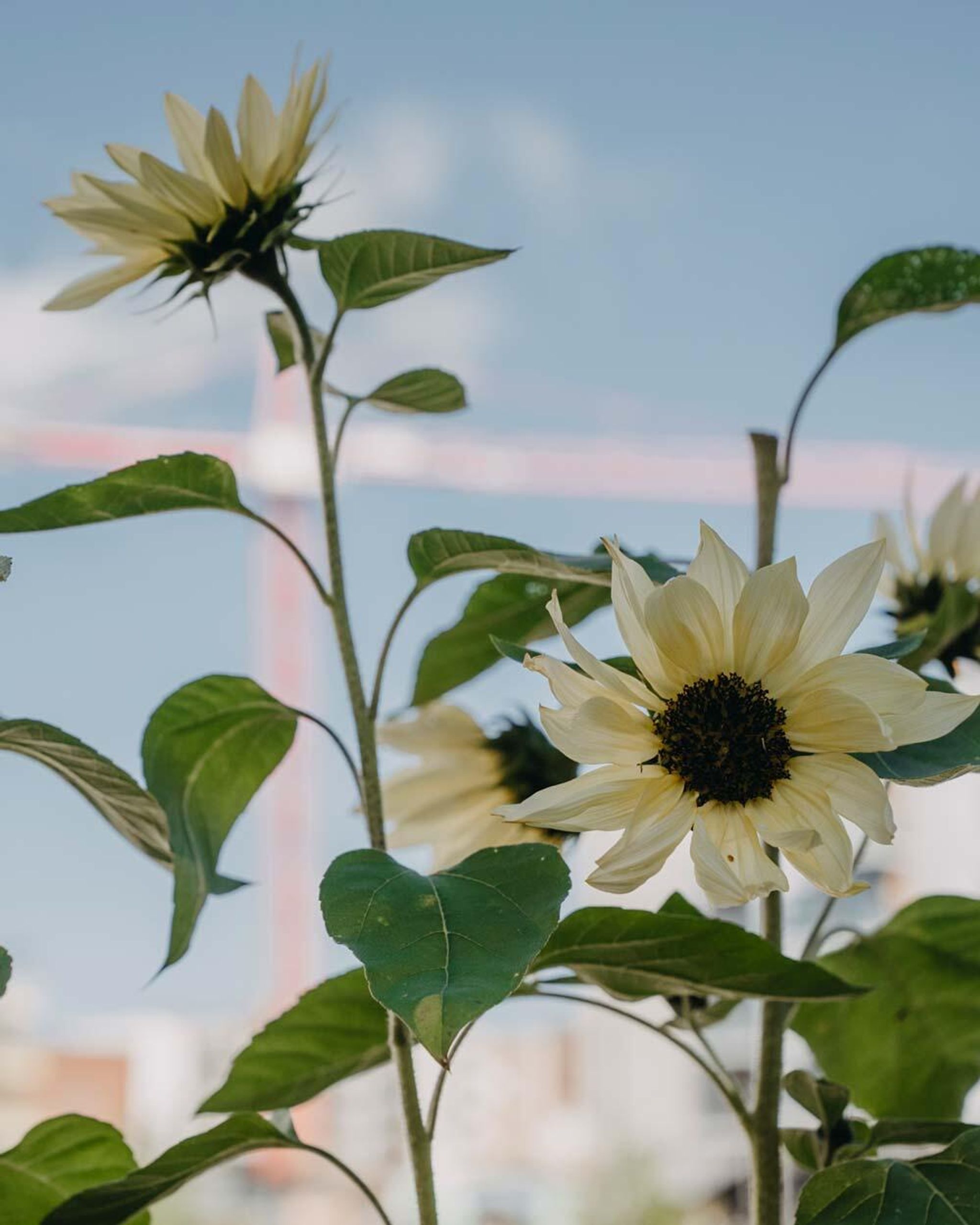 Find dine favoritblomster