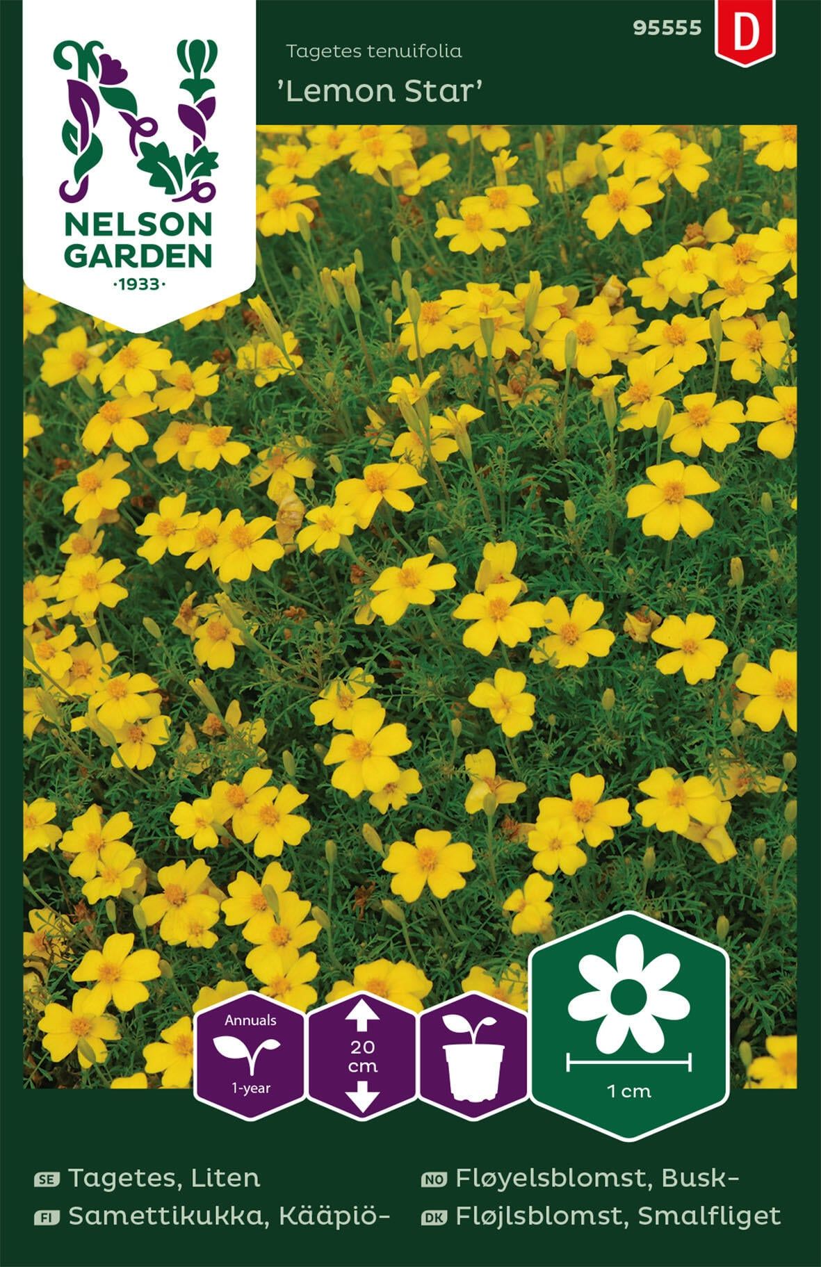 Smalfliget fløjlsblomst 5