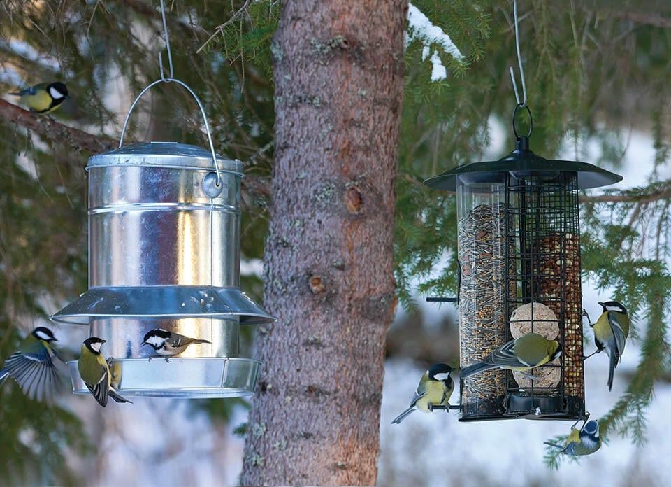 Så skapar du en fågelvänlig trädgård 