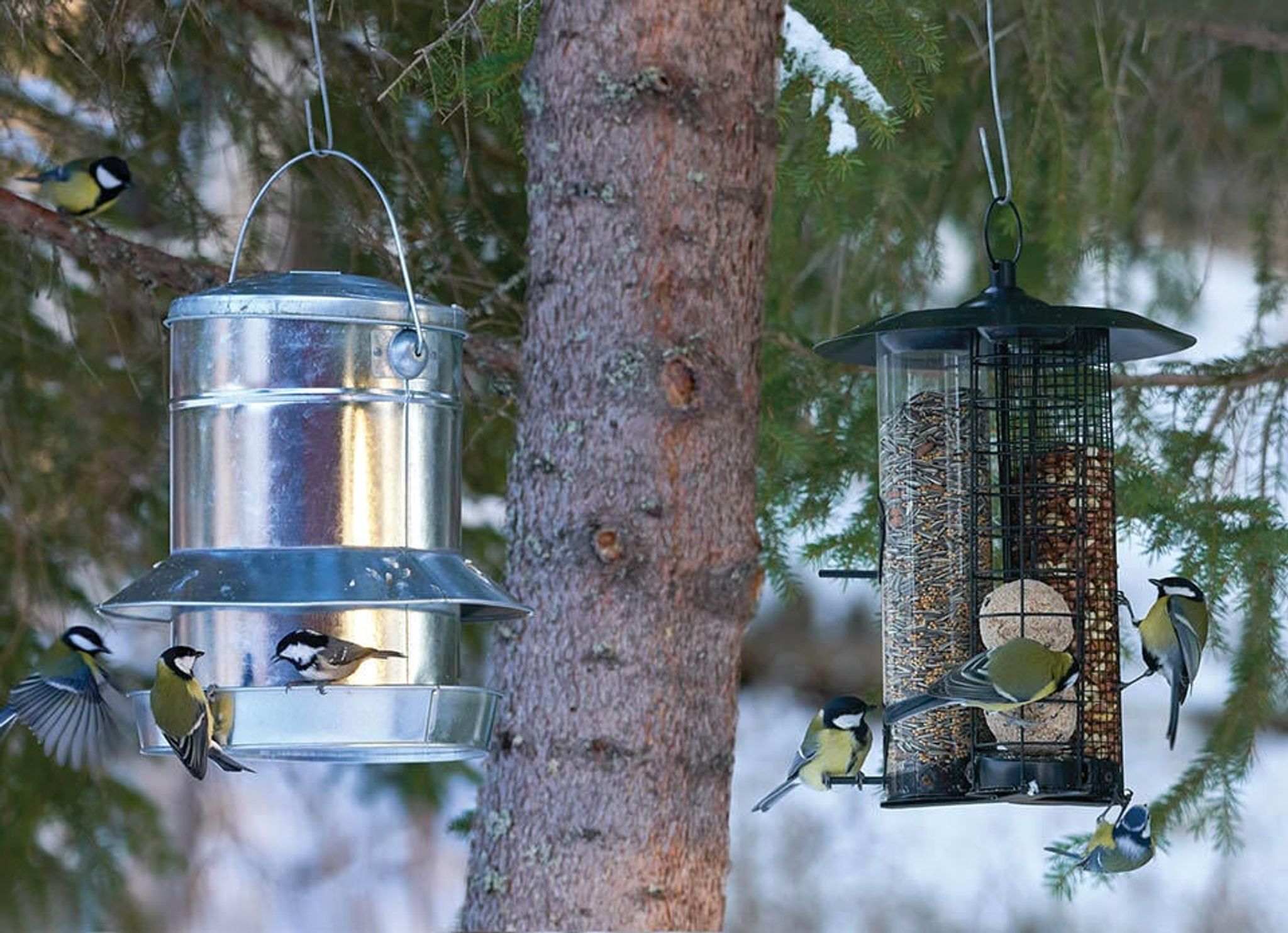 Så skapar du en fågelvänlig trädgård