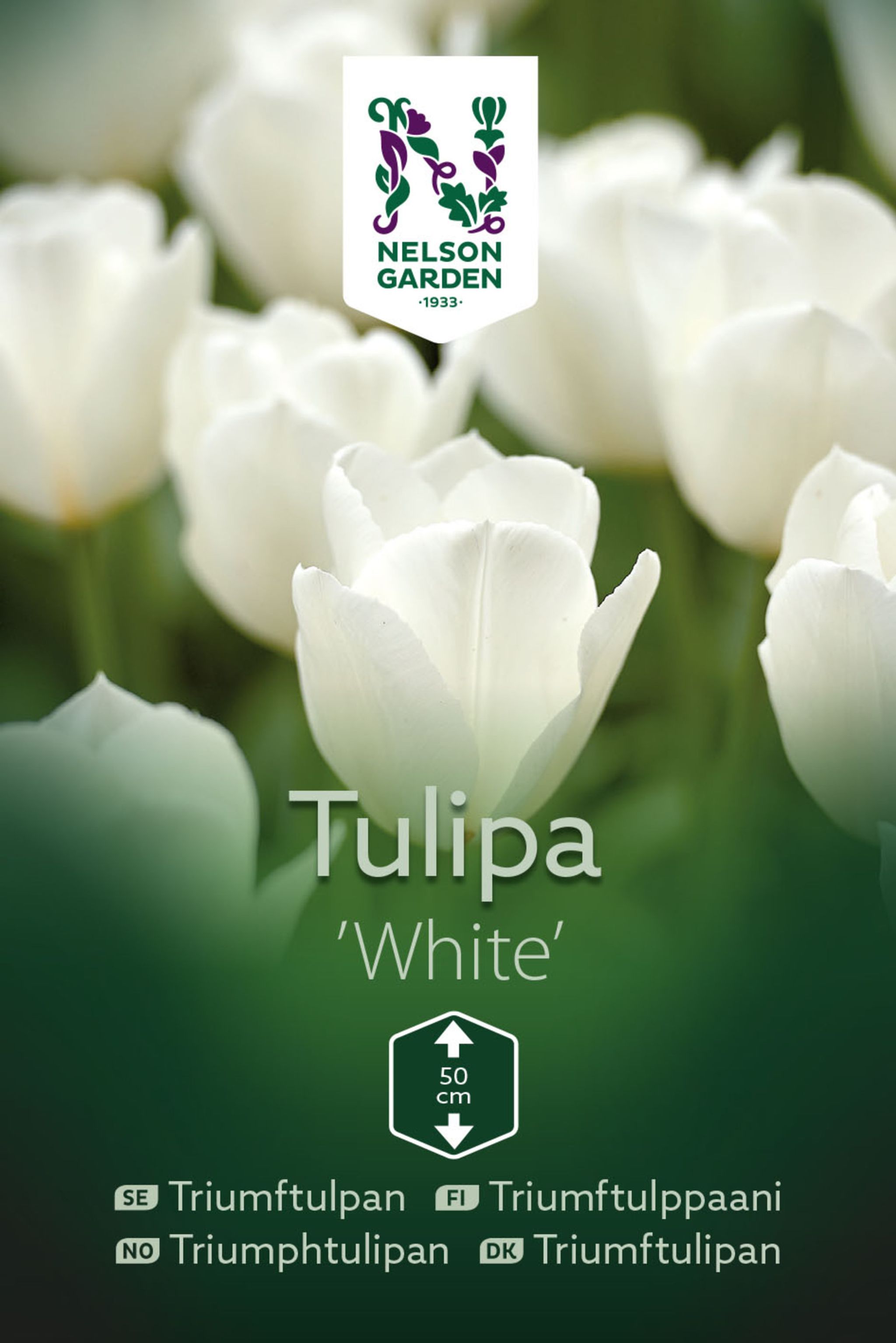 Triumftulpan