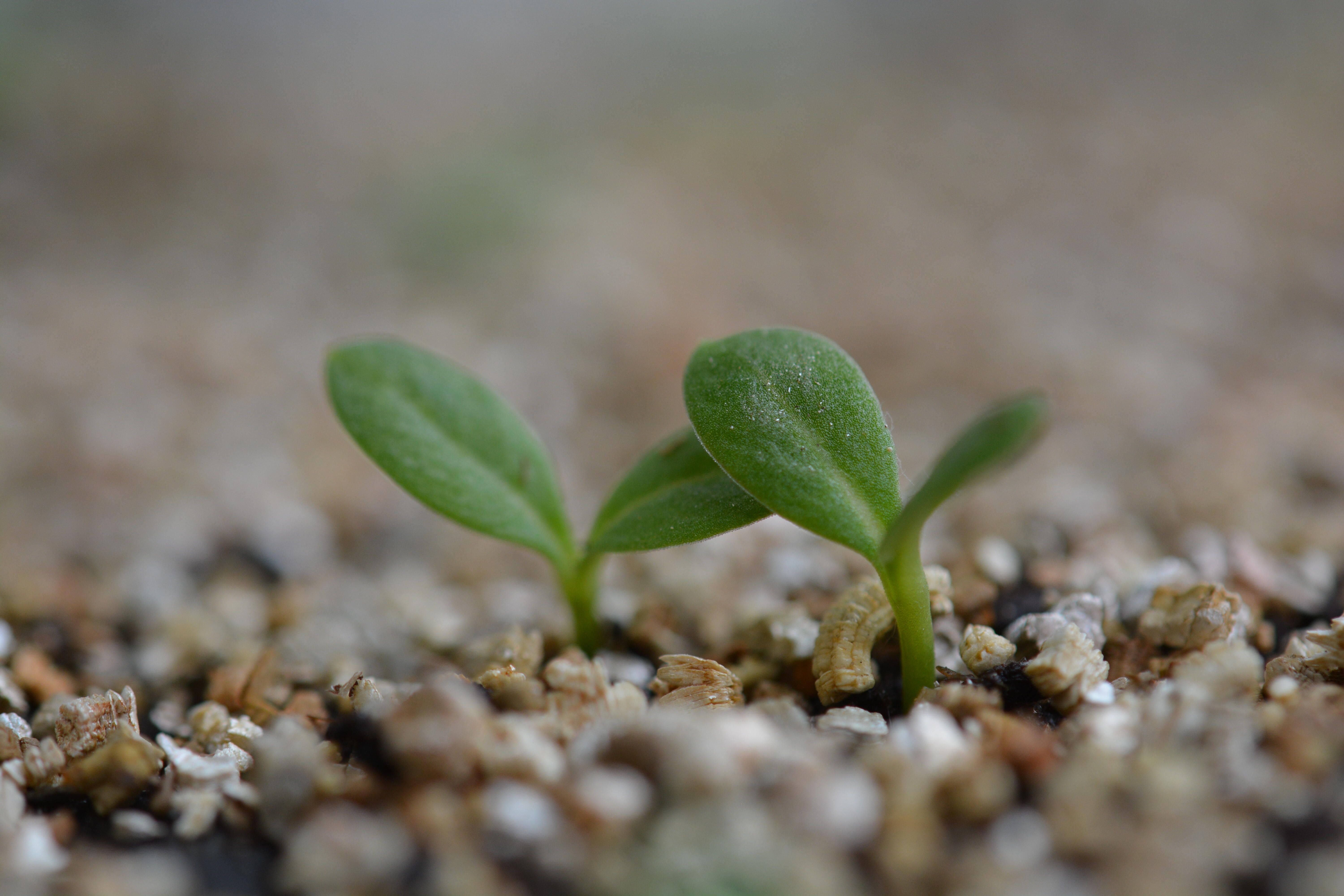 Vermiculite 2