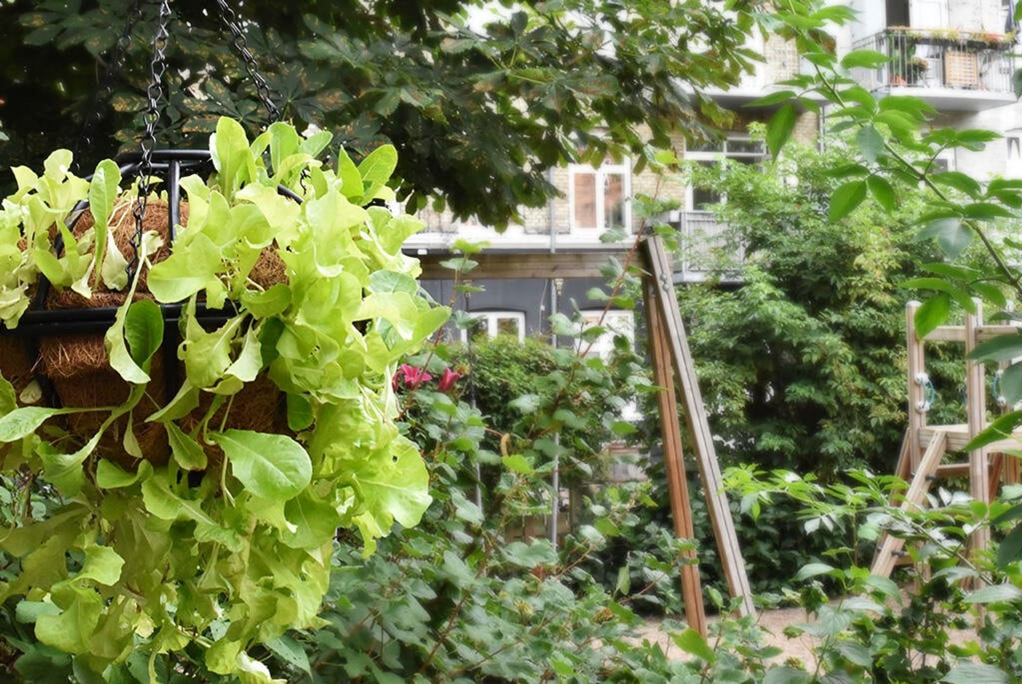 Gör en sallatsboll – odla sallat i ampel