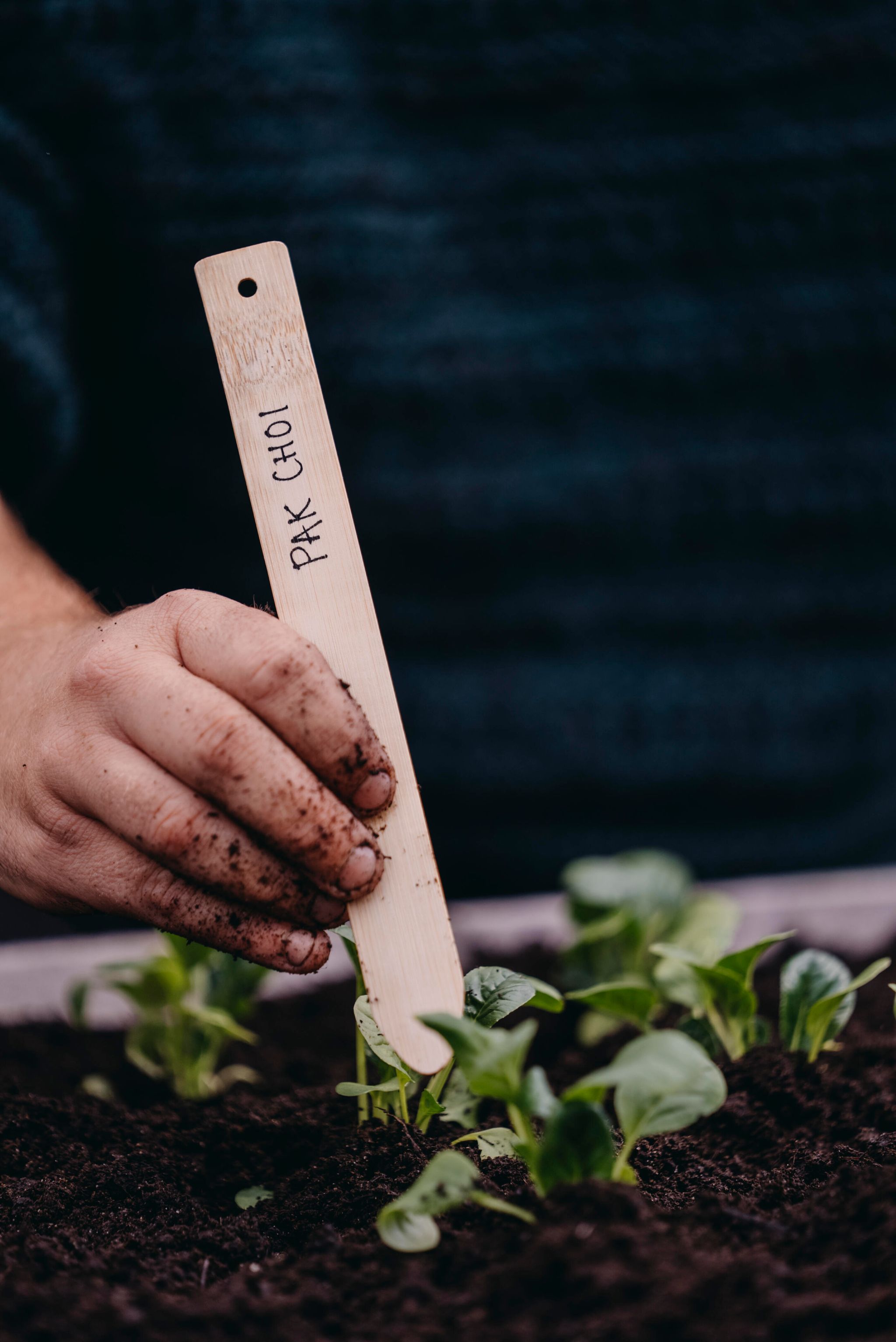 Kål, Pak Choi