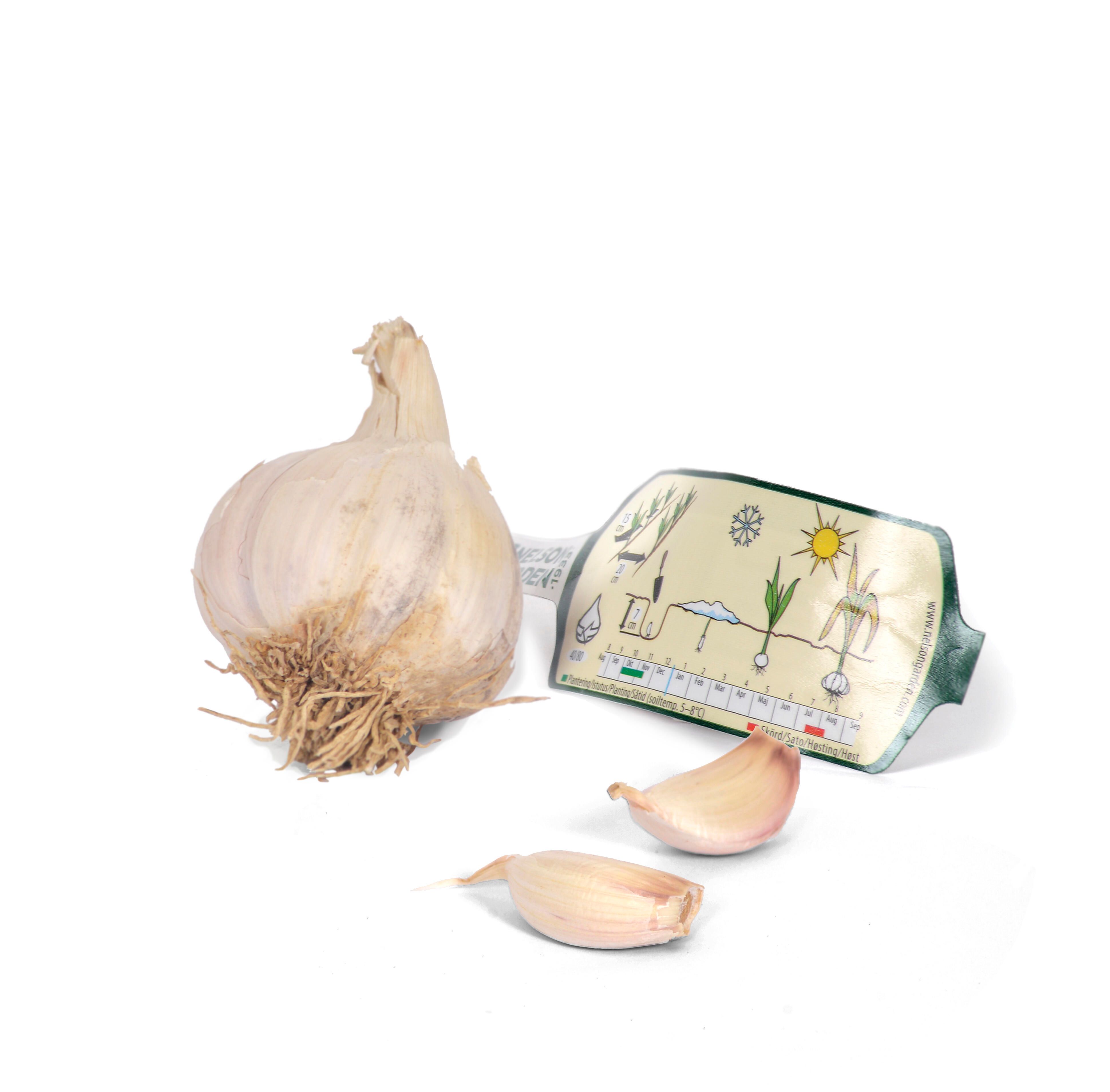 Valkosipuli 1