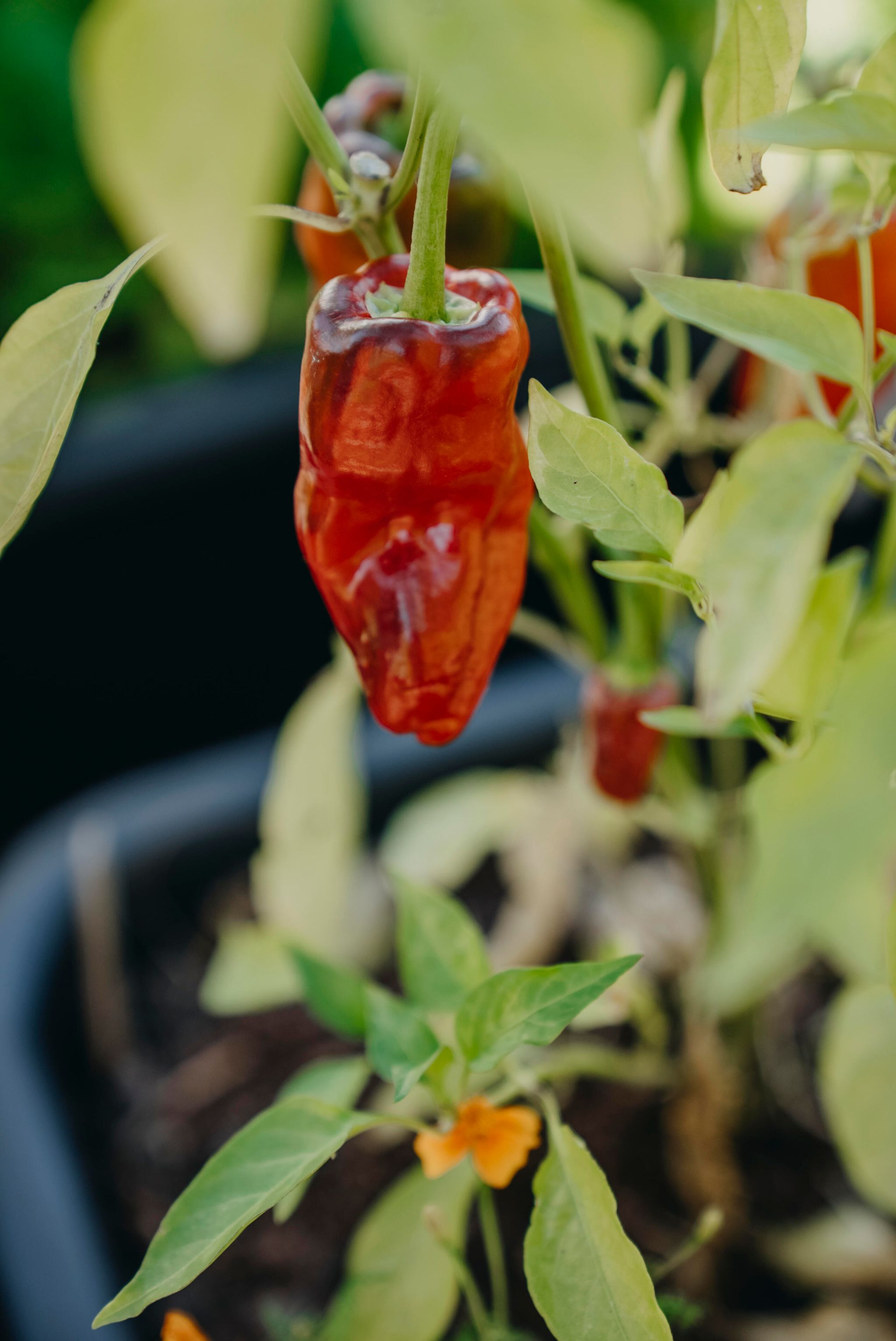 Chilipeber
