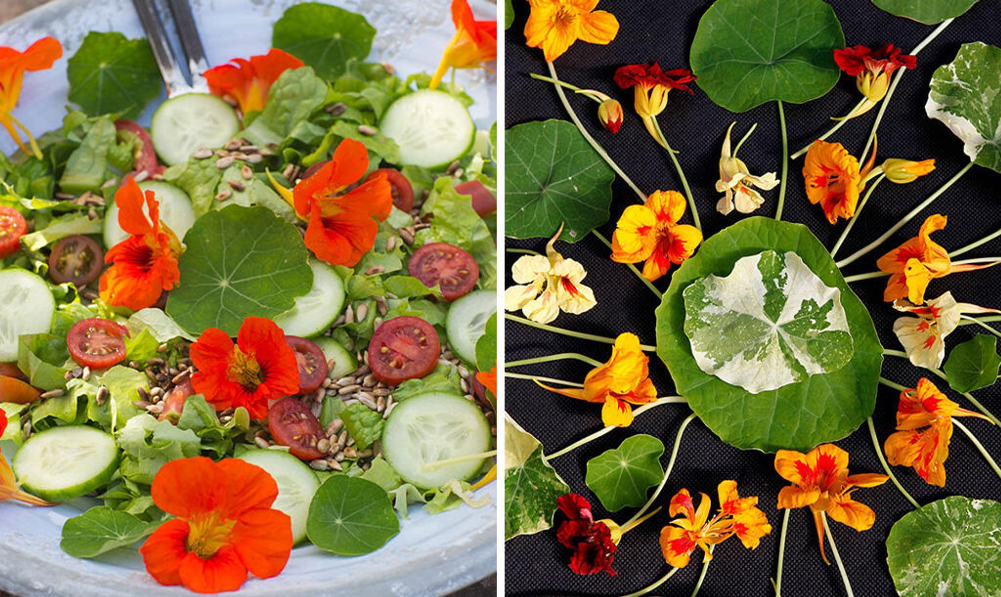 Rød blomsterkarse pynter på en dejlig sommersalat, En blomstermandala af blomsterkarse.