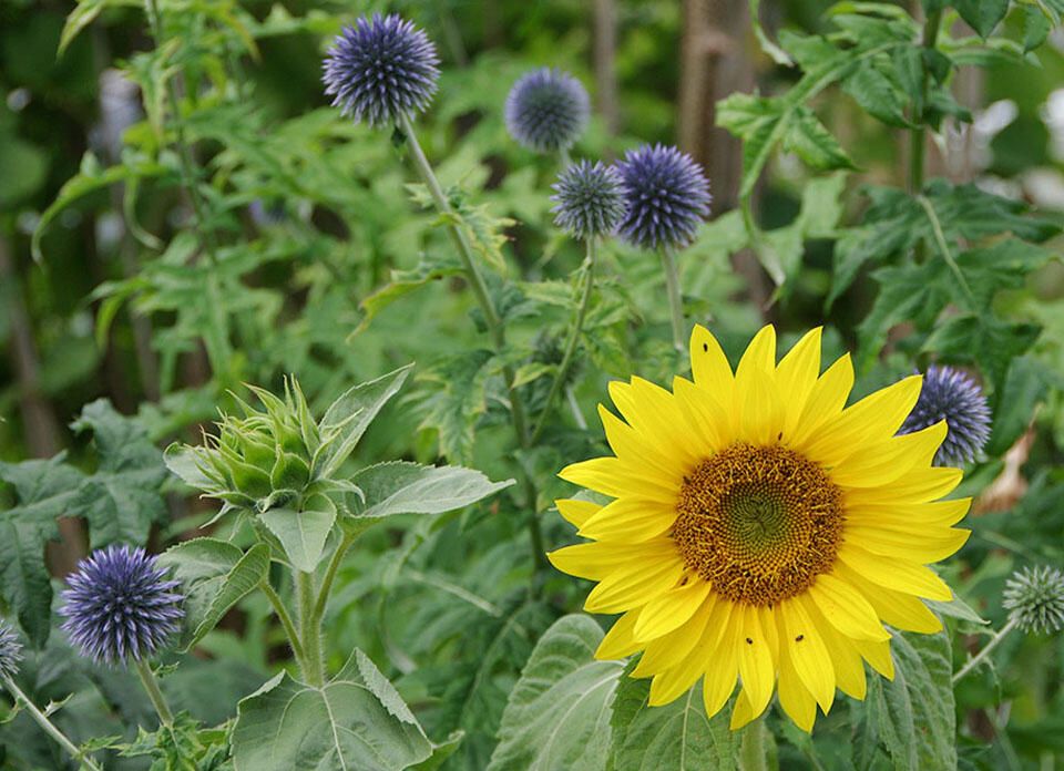 Så blomster om høsten