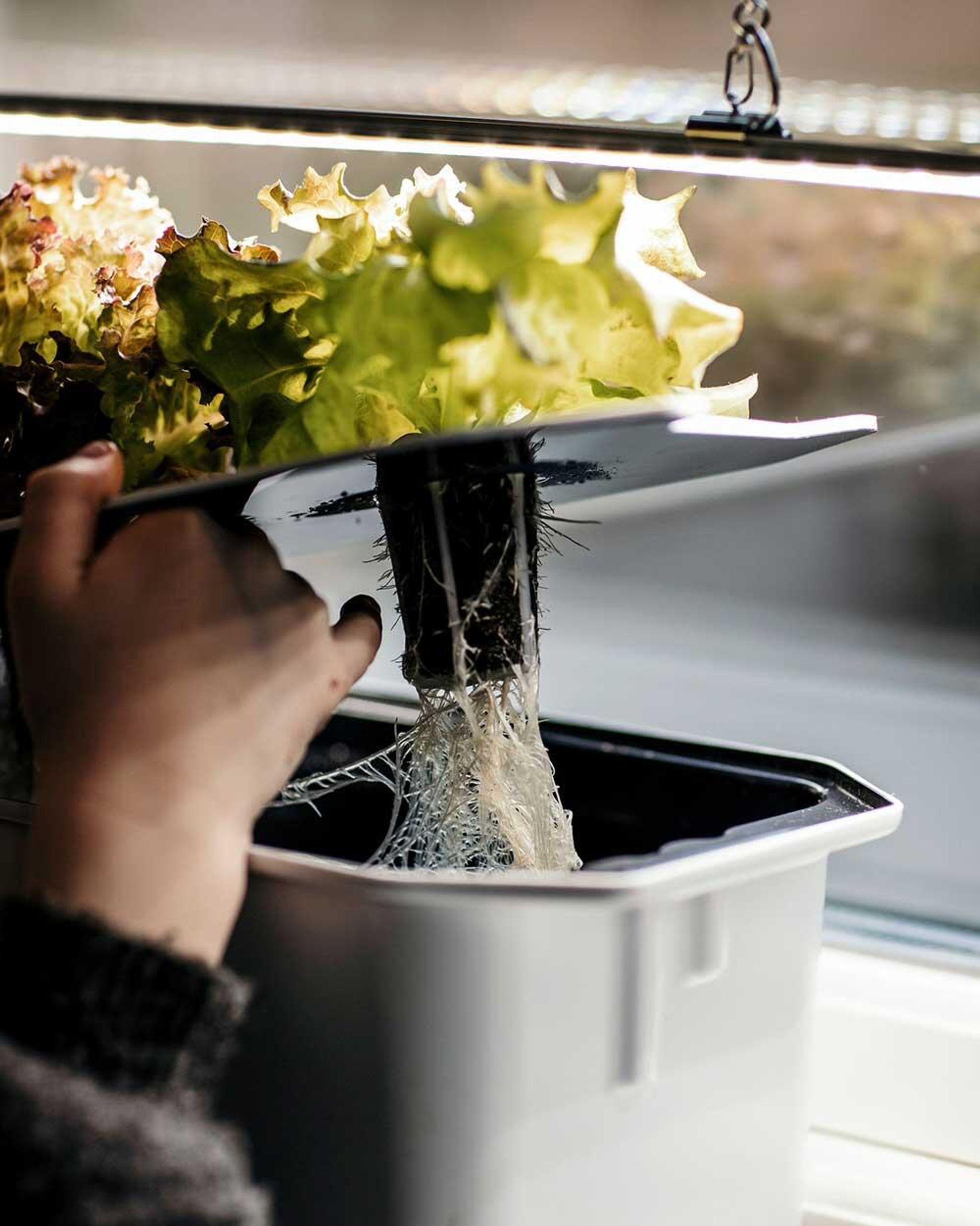 Hydroponisk odling