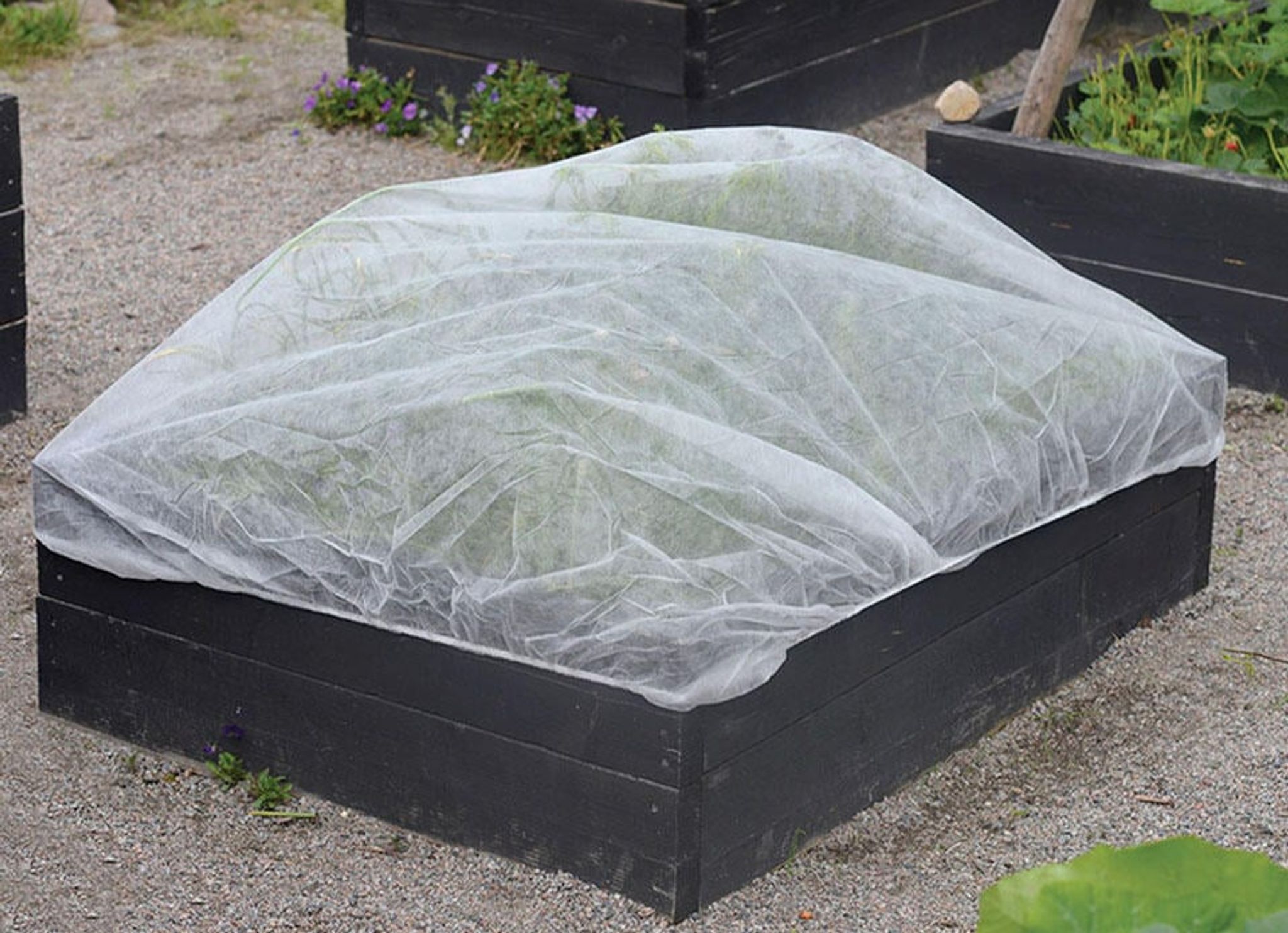 Skydda dina plantor från frost