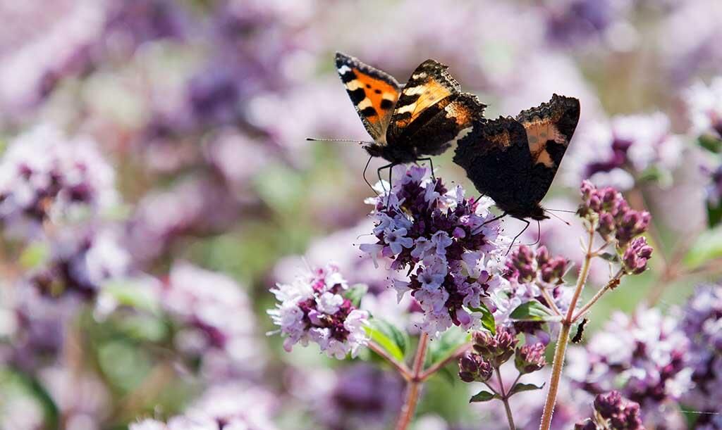 Lilla blomstrende oregano og to sommerfugler.
