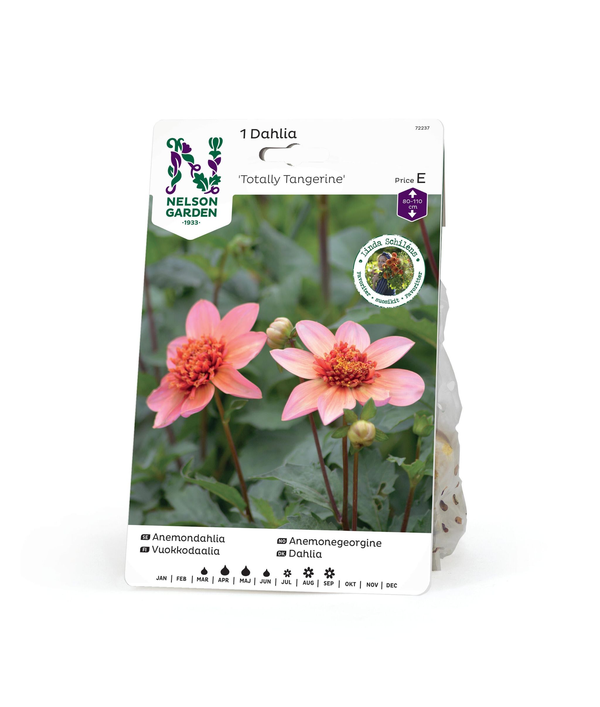 Anemonegeorgine