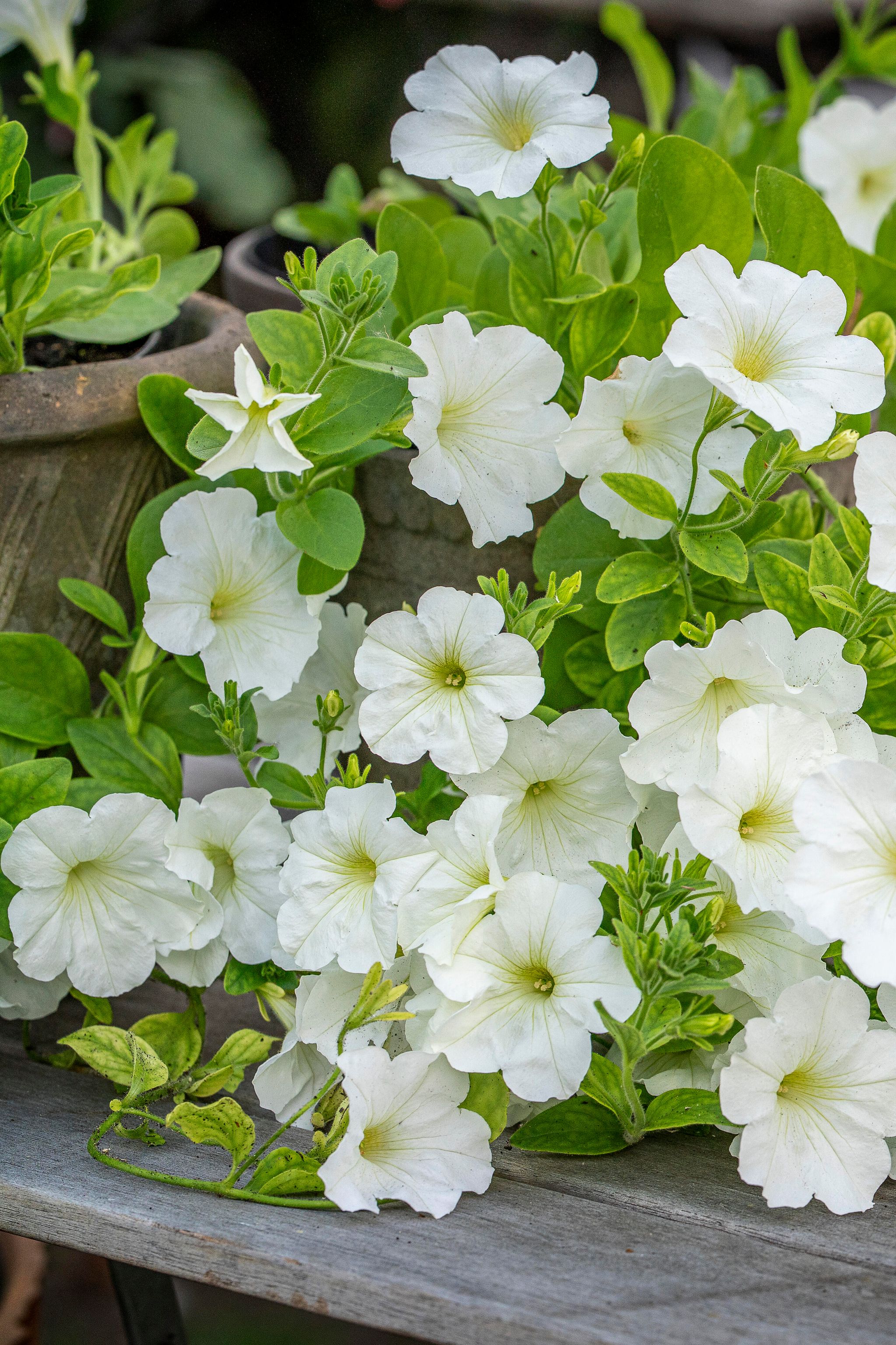 Petunia