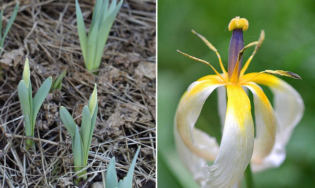 Tulpaner – kommer de blomma nästa år?