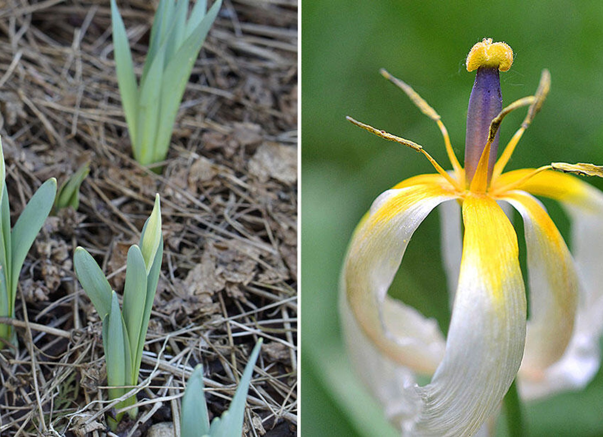 Tulpaner – kommer de blomma nästa år?