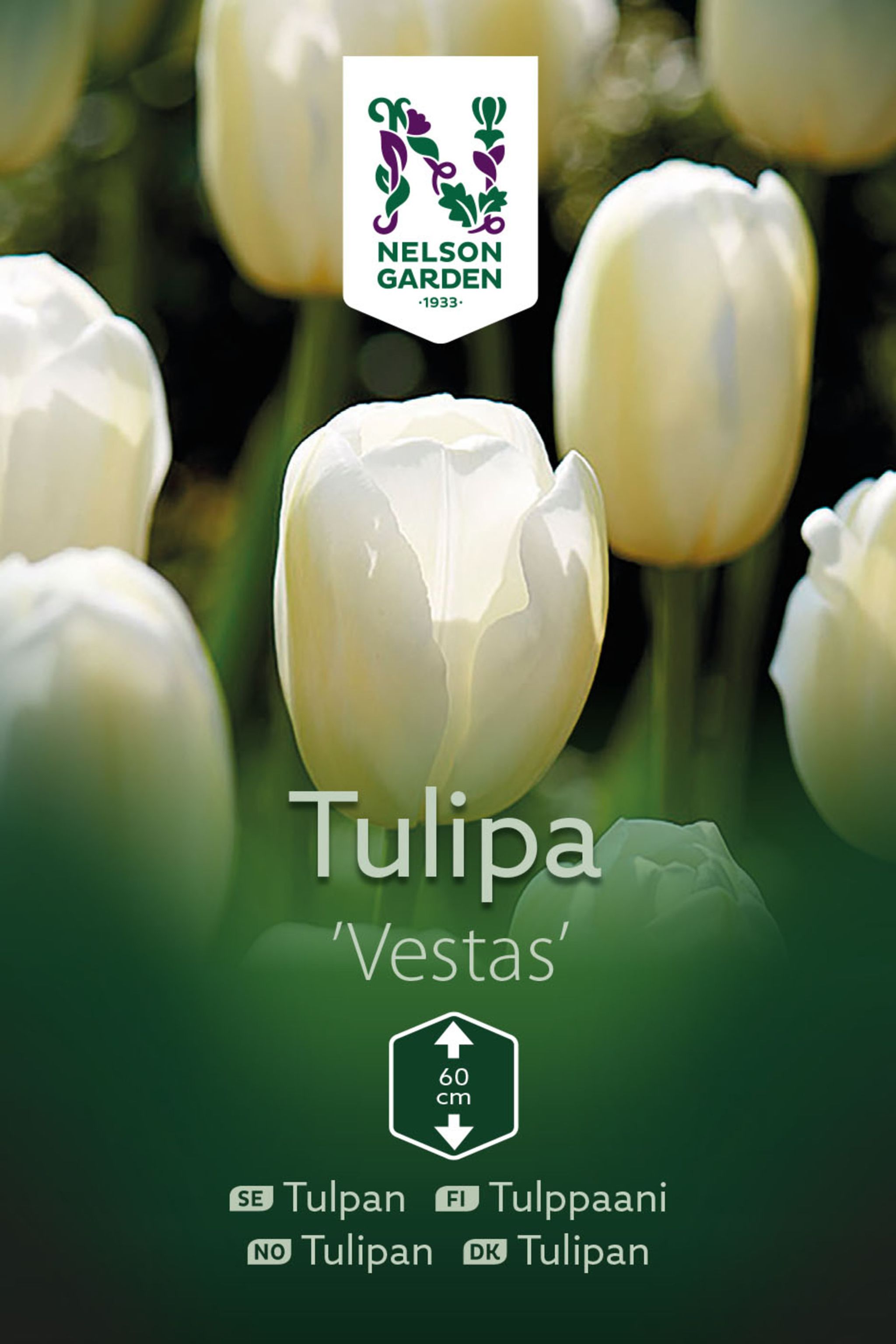 Tulpan, sen enkel