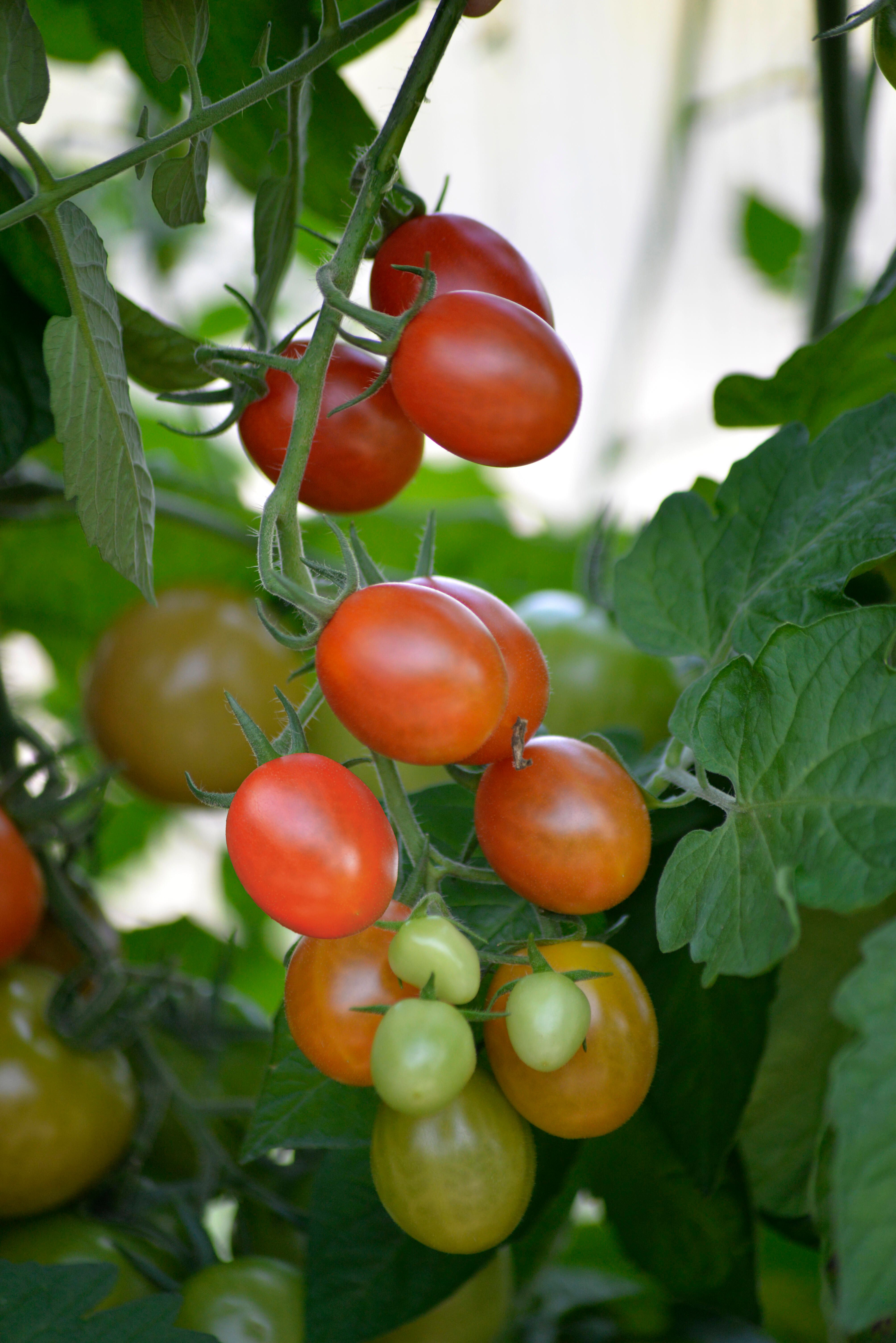 Cherrytomat 1