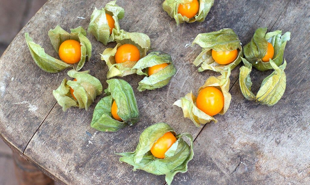 Dyrk physalis