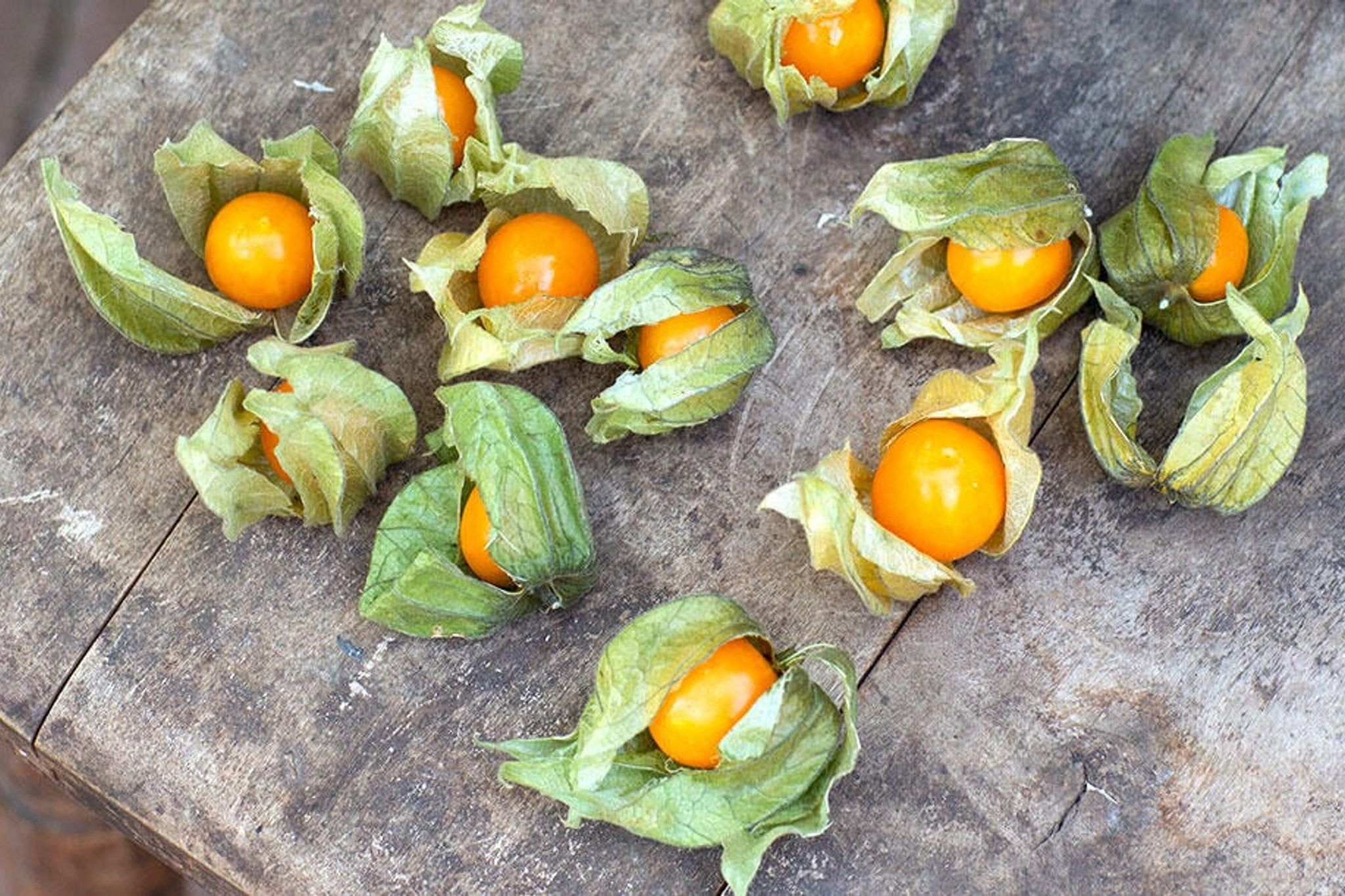 Dyrk physalis