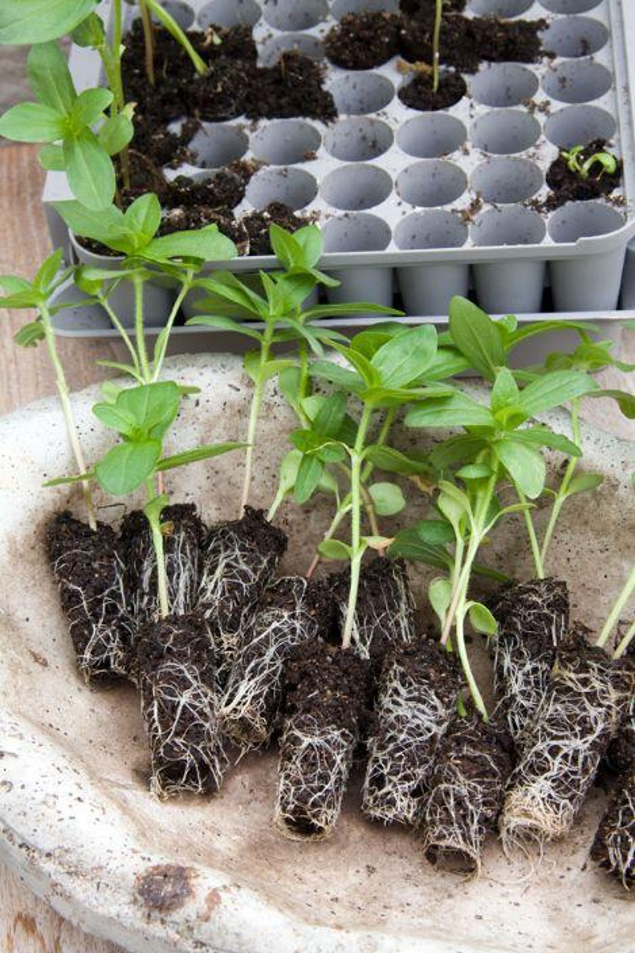 omplantning