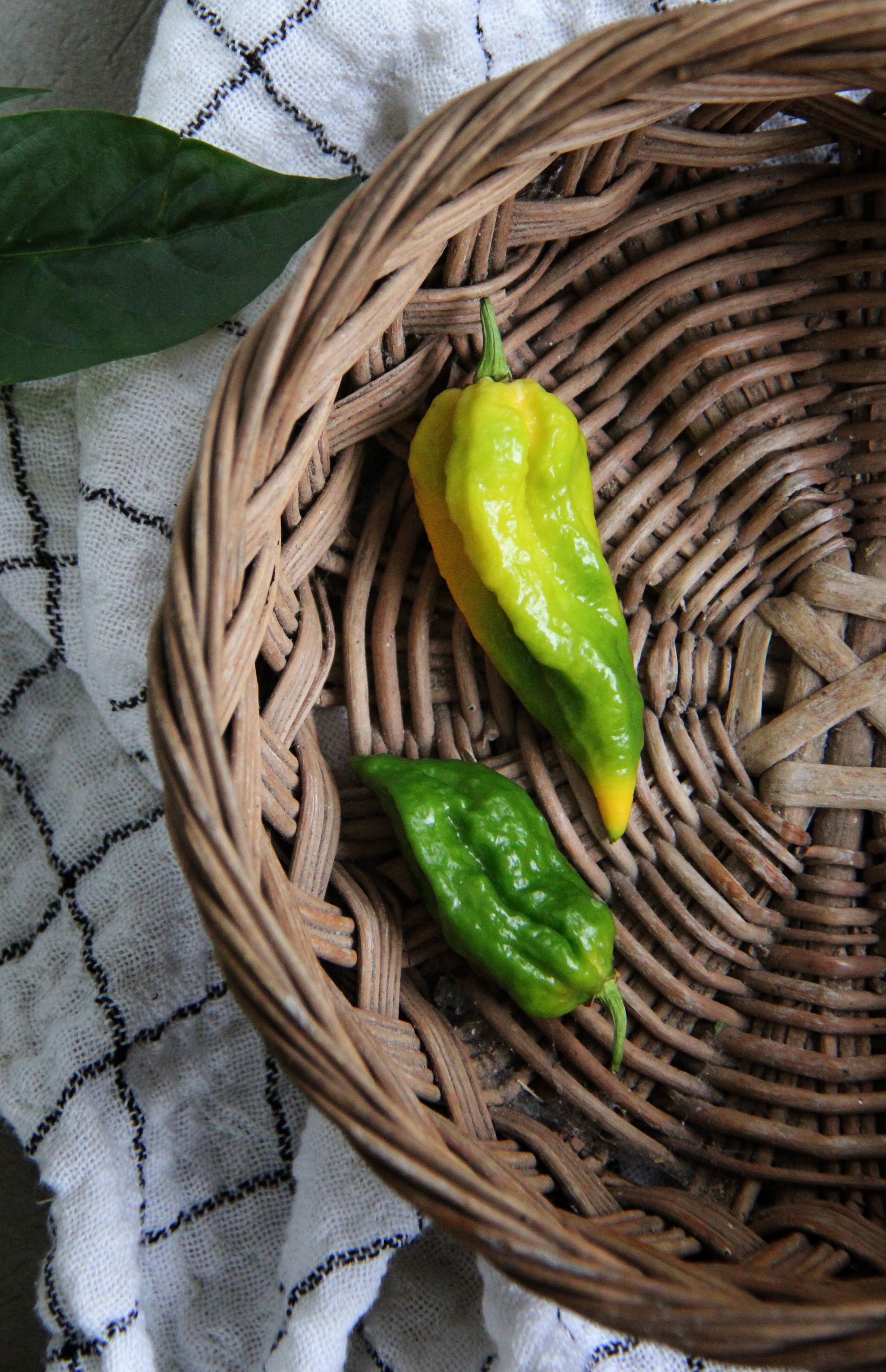 Havannapepper