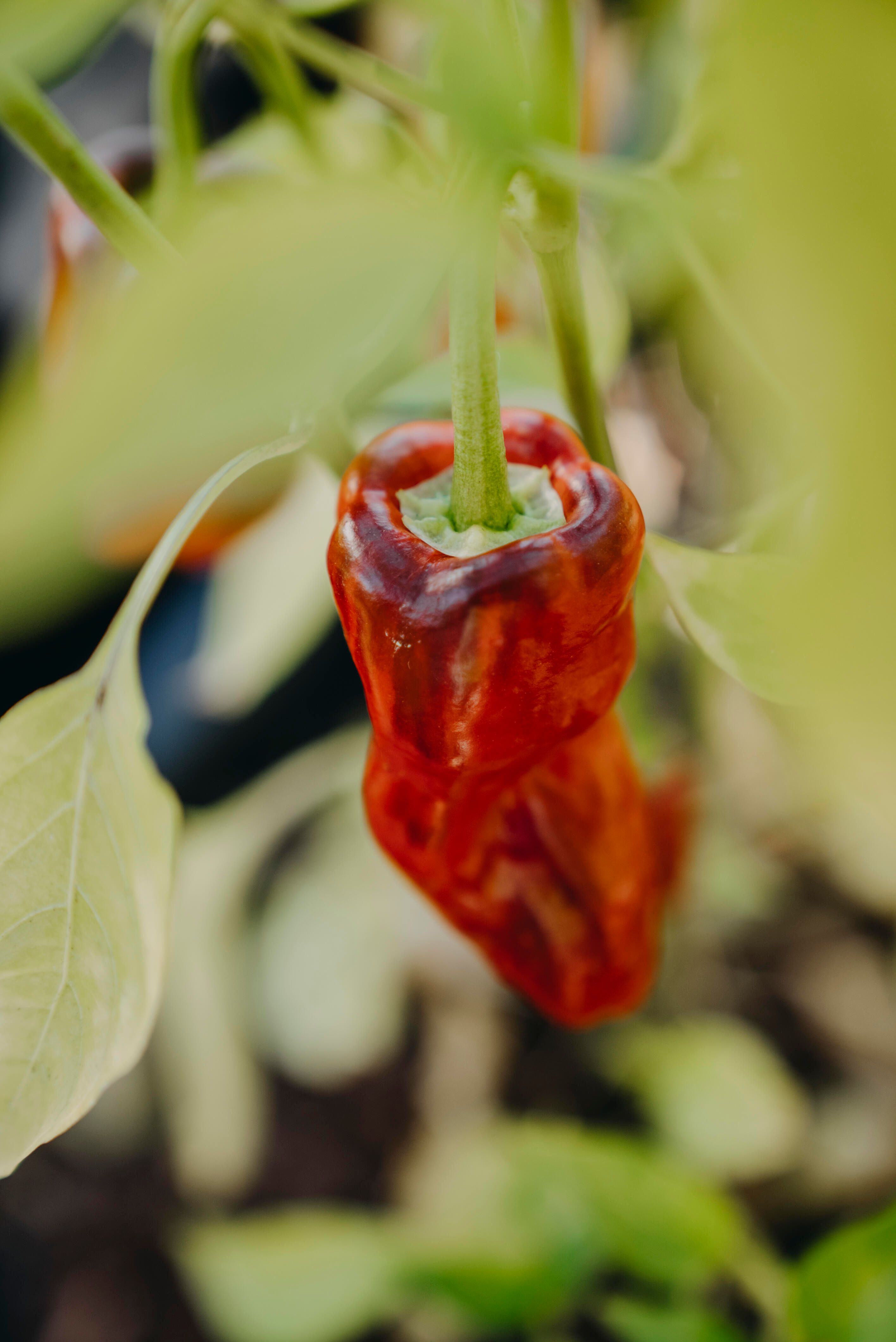 Chilipeber 2