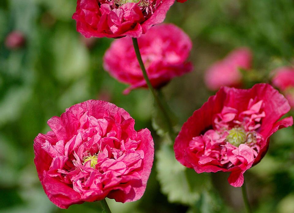 Så blomster om efteråret