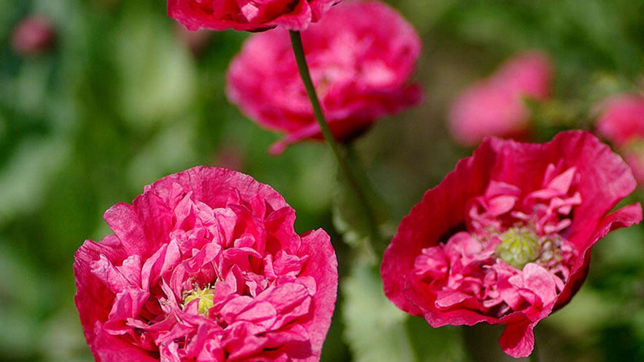 Så blomster om efteråret
