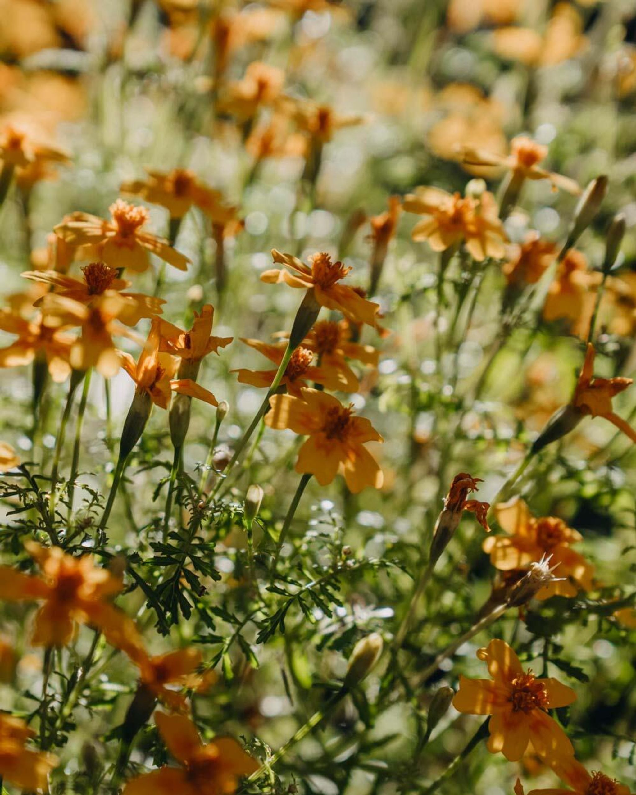 Tagetes