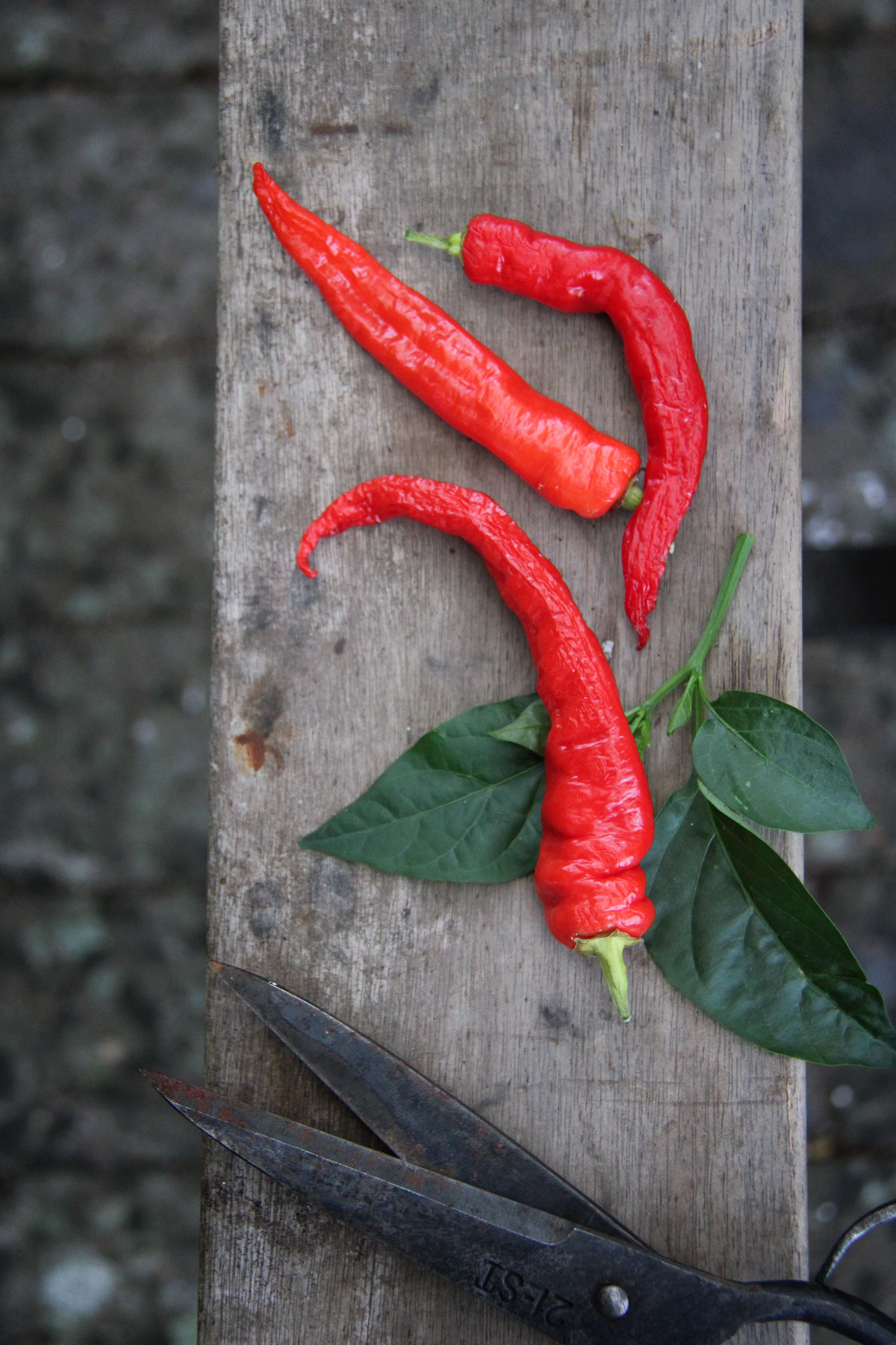 Chilipeber 3