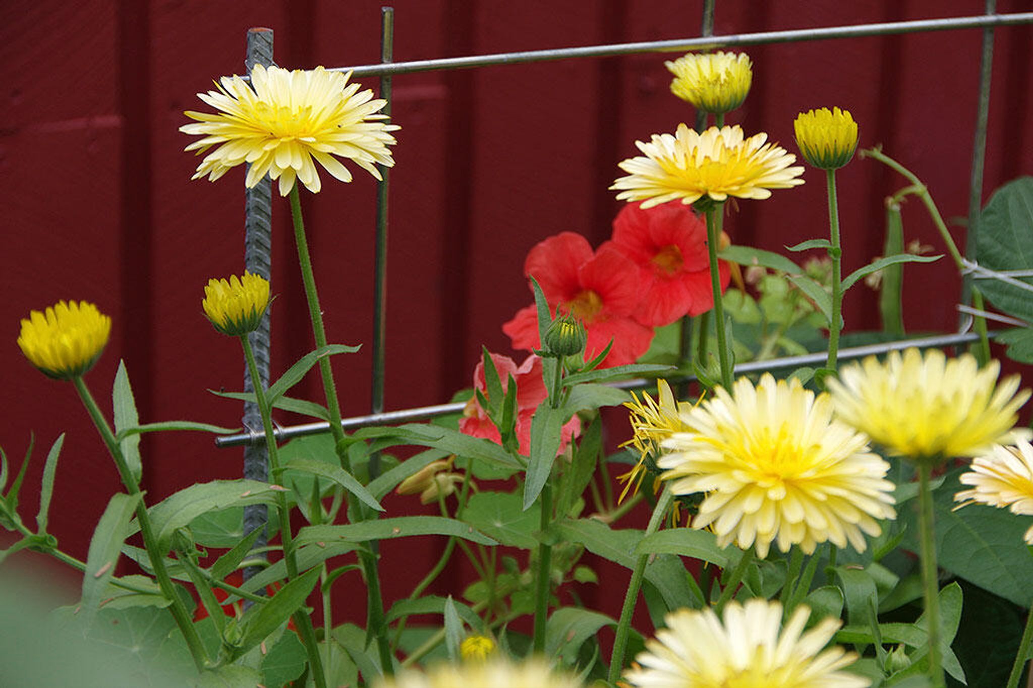 Rød blomsterkarse dyrkes sammen med gul morgenfrue.